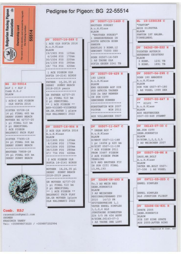 TR25-16-16585 DİŞİ  / BABASI ALFON KLAAS 1 ACE PİGEON  2 ACE PIGEON 