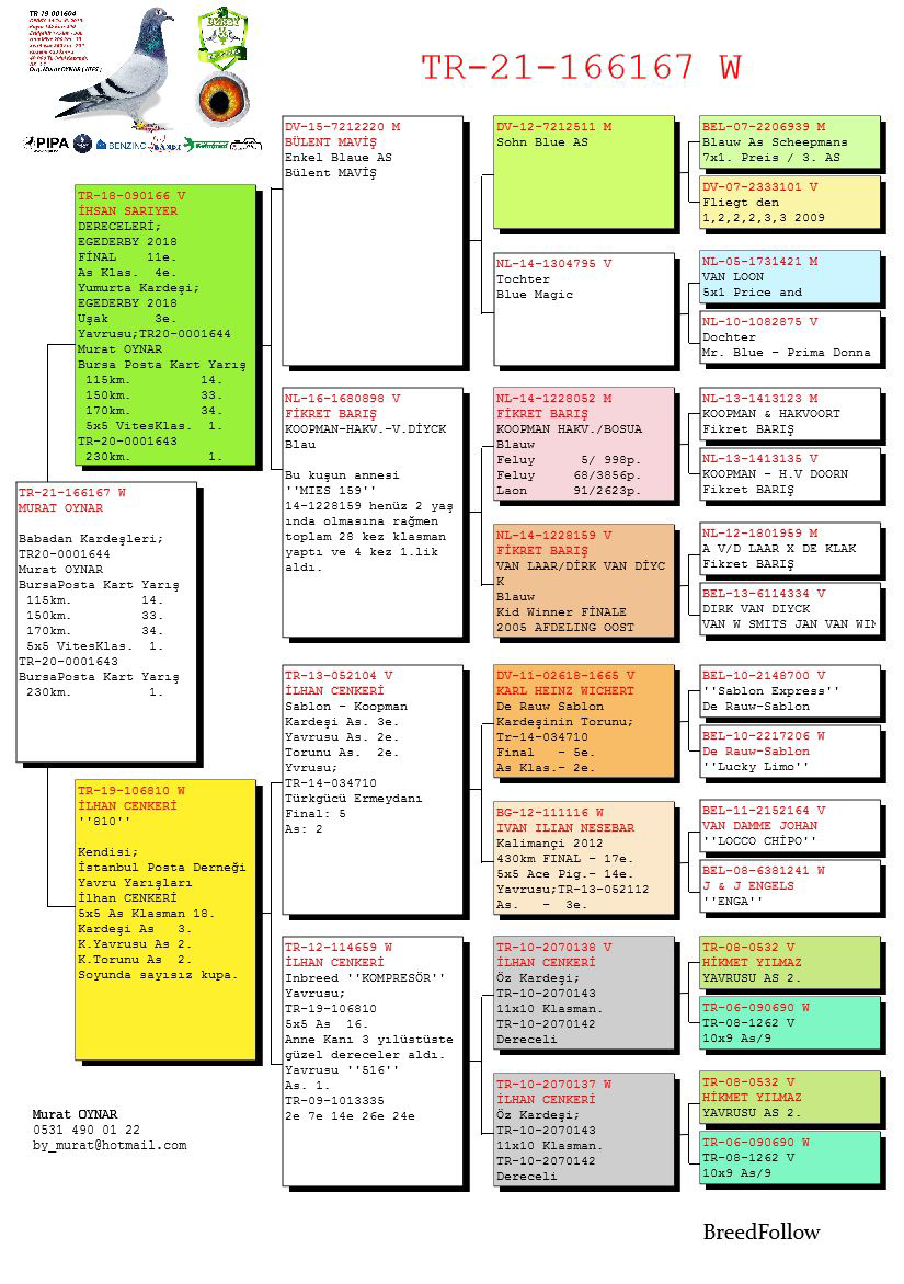 TR25-16-16585 DİŞİ  / BABASI ALFON KLAAS 1 ACE PİGEON  2 ACE PIGEON 