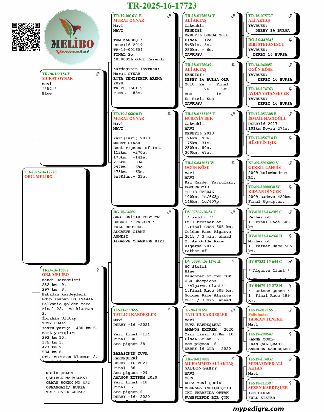 TR25-16-17723 DİŞİ / ANNESİNİN BABADAN KARDEŞİ 22 FİNAL BALKANİC