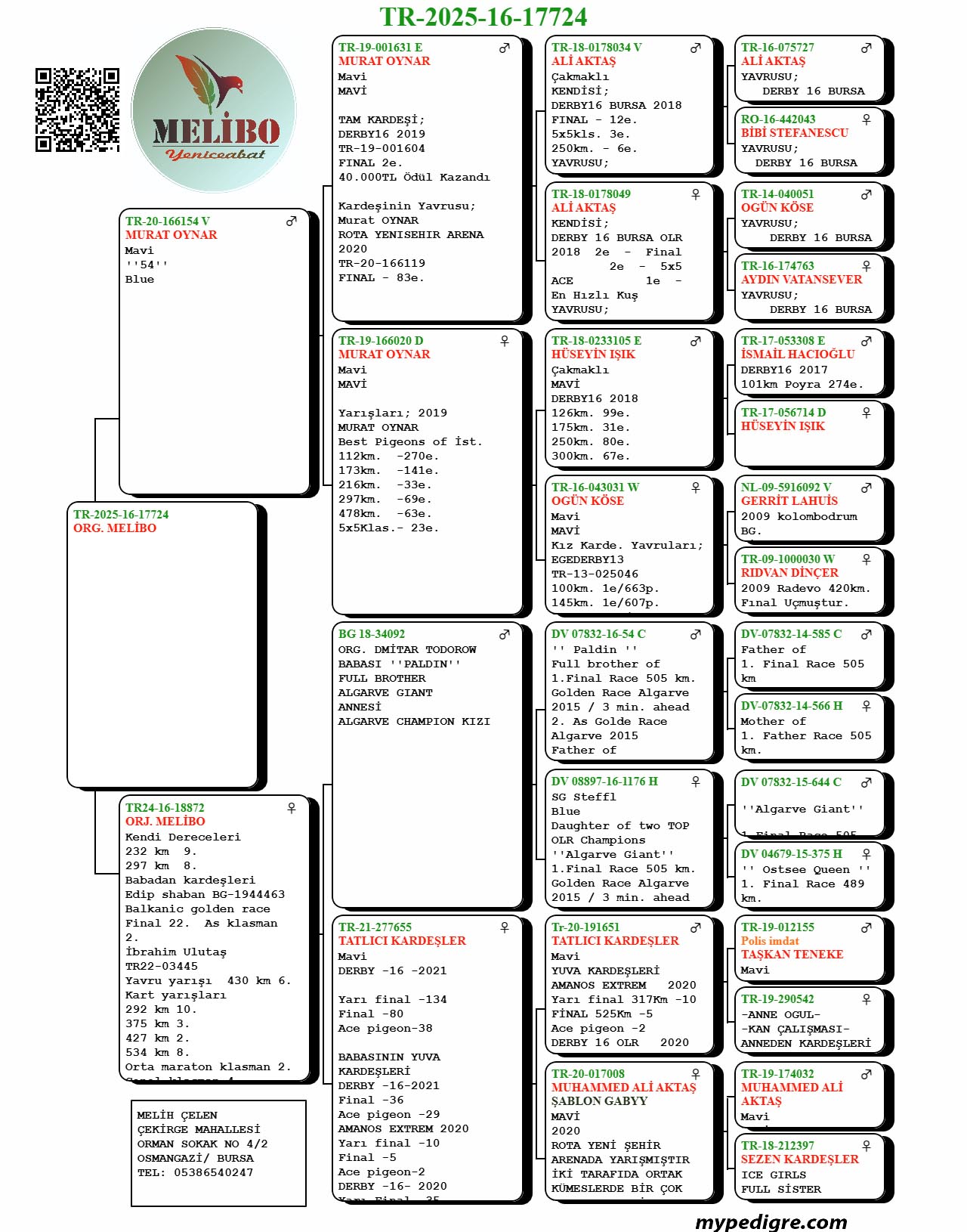 TR25-16-17724 / ANNESİ YARIŞMIŞ -  DEDESİ DERBY16  2 FİNAL 