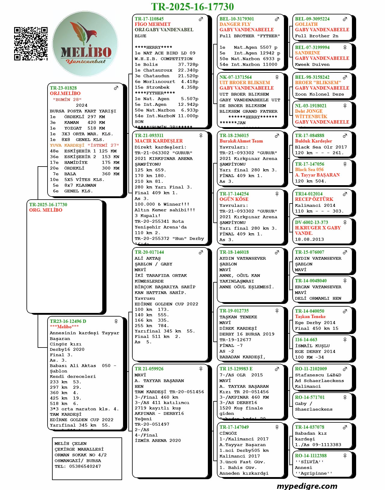TR25-16-17730 / BABASI BURSA POSTADA YARIŞMIŞ -  ANNESİ CİNG&Ouml;Z TORUNU 