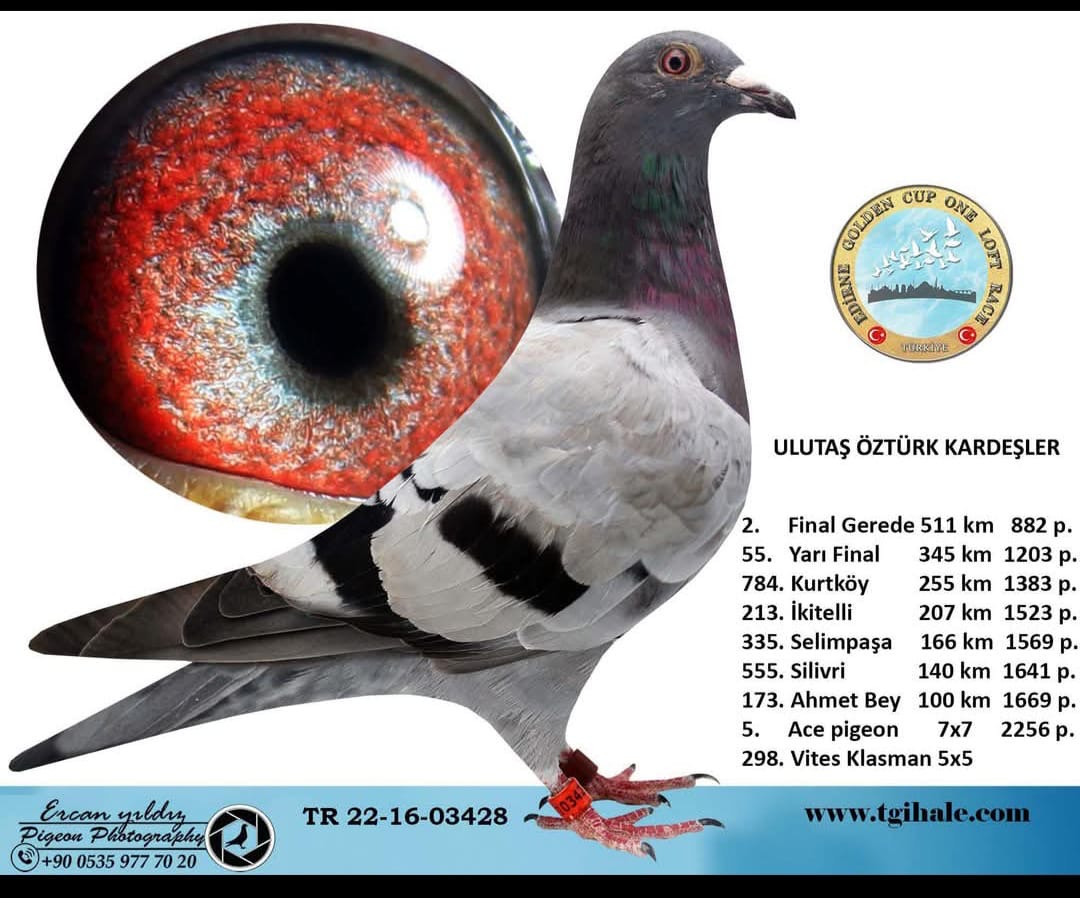 TR25-16-17730 ERKEK  / BABASI BURSA POSTADA YARIŞMIŞ -  ANNESİ CİNG&Ouml;Z TORUNU 