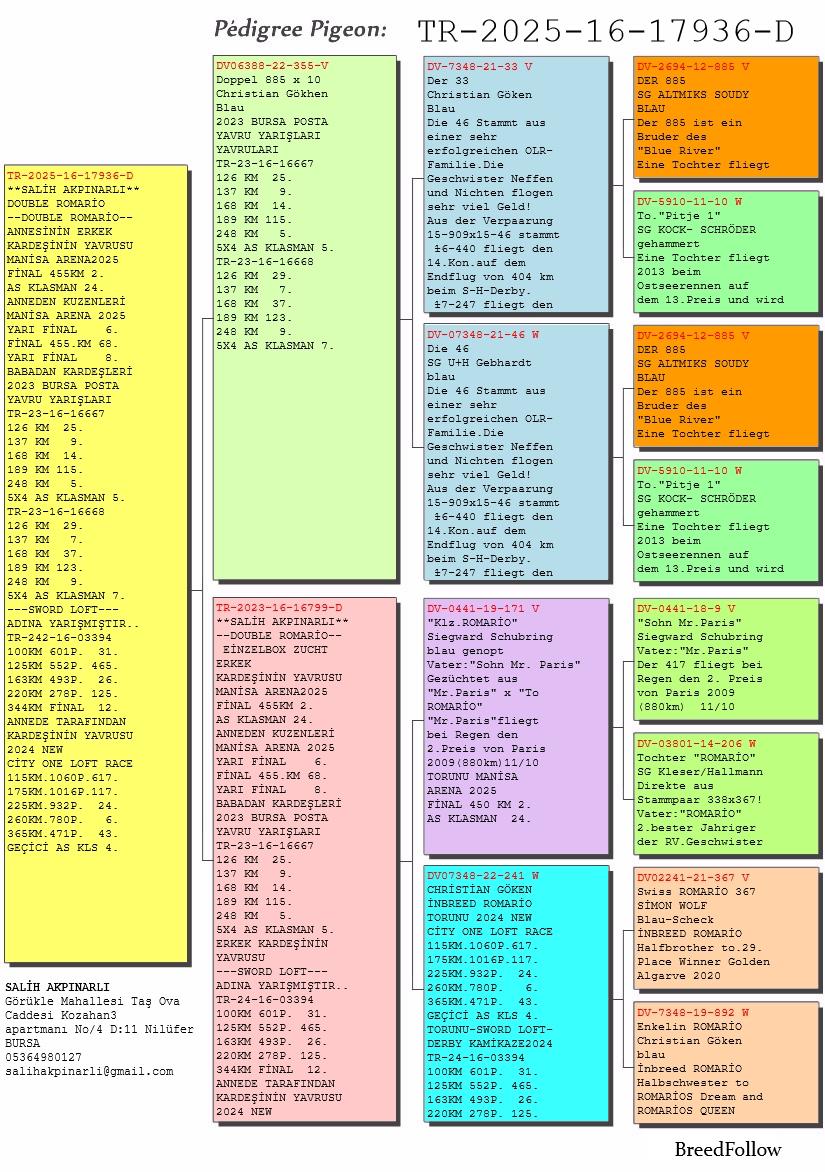 TR25-16-17936 DİŞİ / ROMARIO SOYU