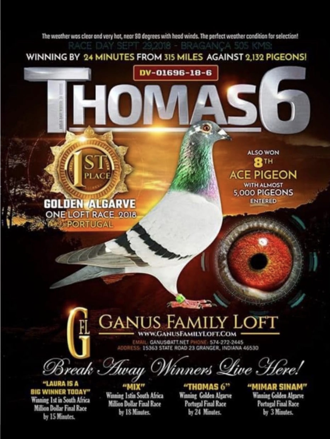 TR25-16-22138 ERKEK / ANNESİ THOMAS 6 INBREED BABASI YARIŞMIŞ 