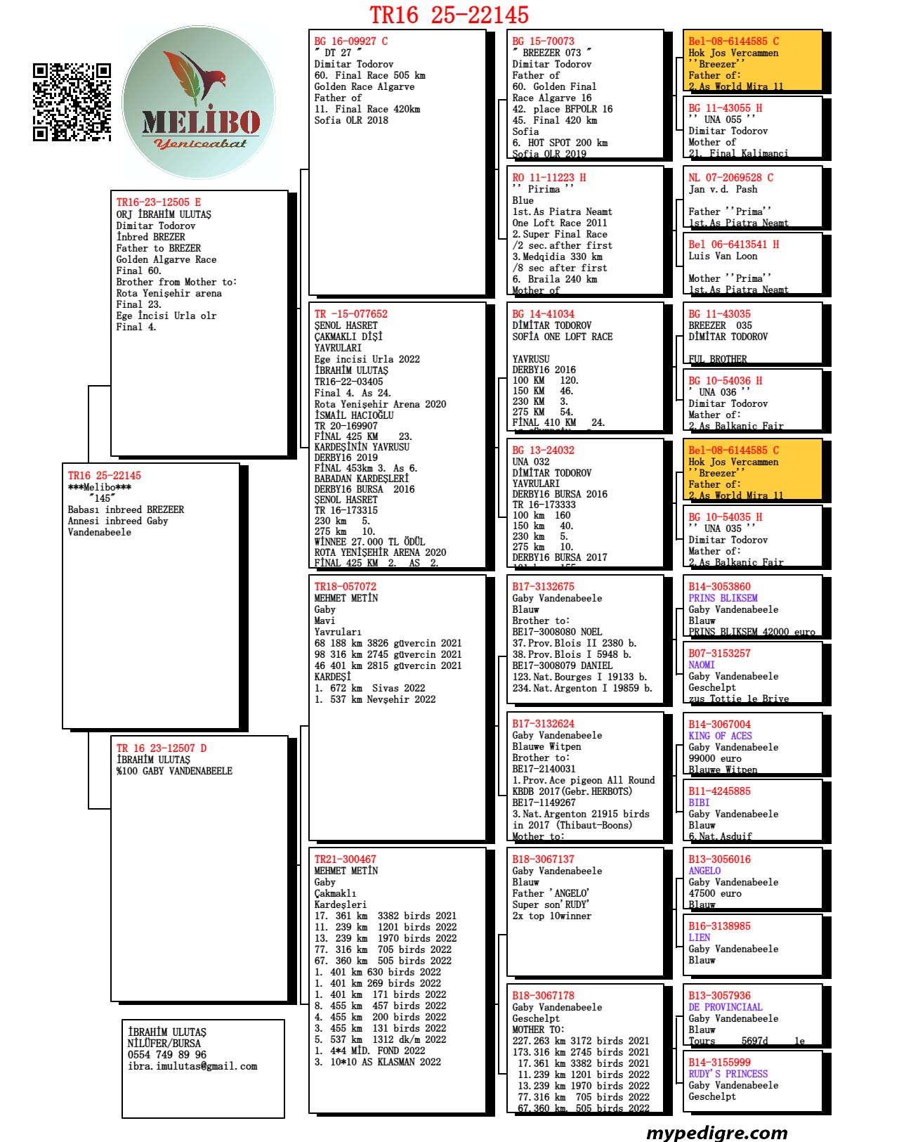 TR25-16-22145 / ANNESİ GABY VANDENABEELE % 100 BABASI BREEZER SOYU