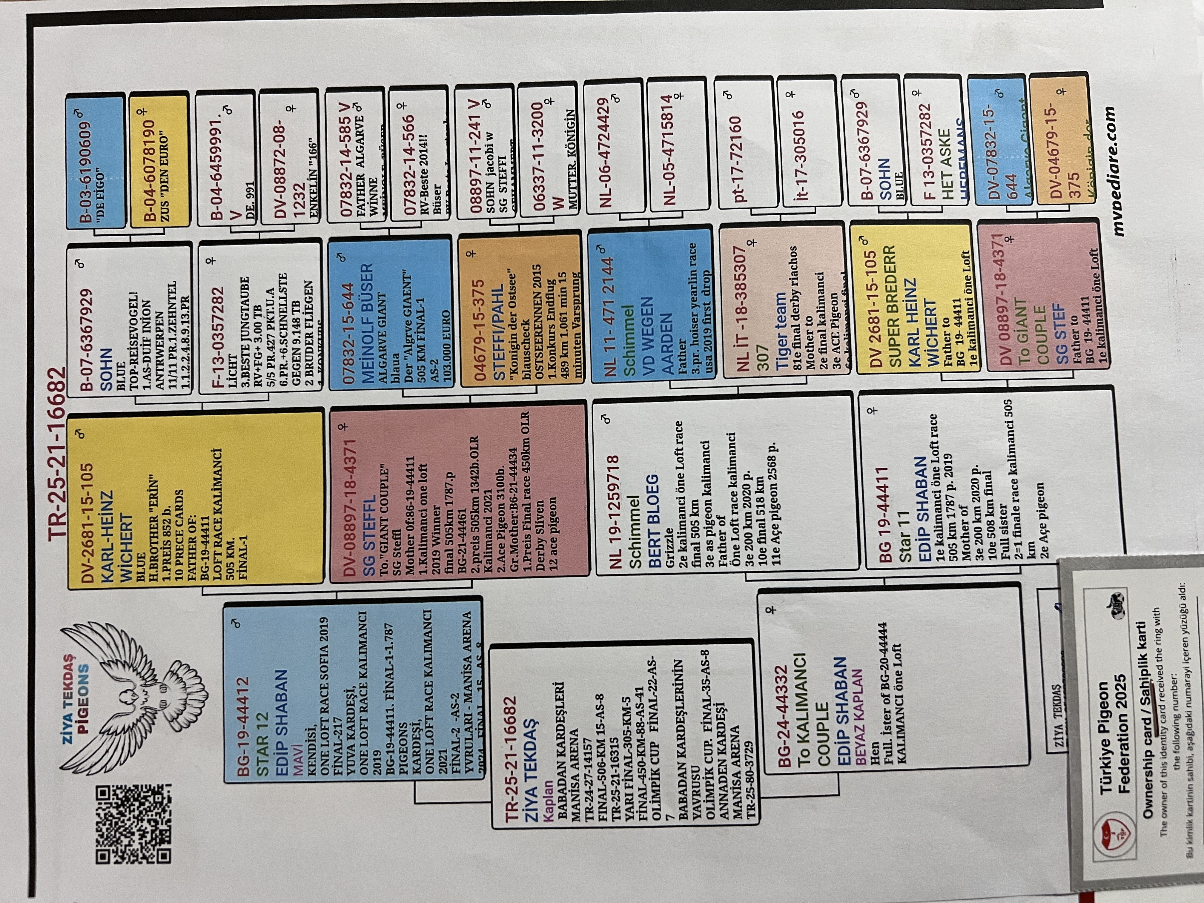 TR25-21-16682 / BABASI STAR 11 YUMURTA KARDEŞİ ANNESİ TO KALIMANCI COUPLE