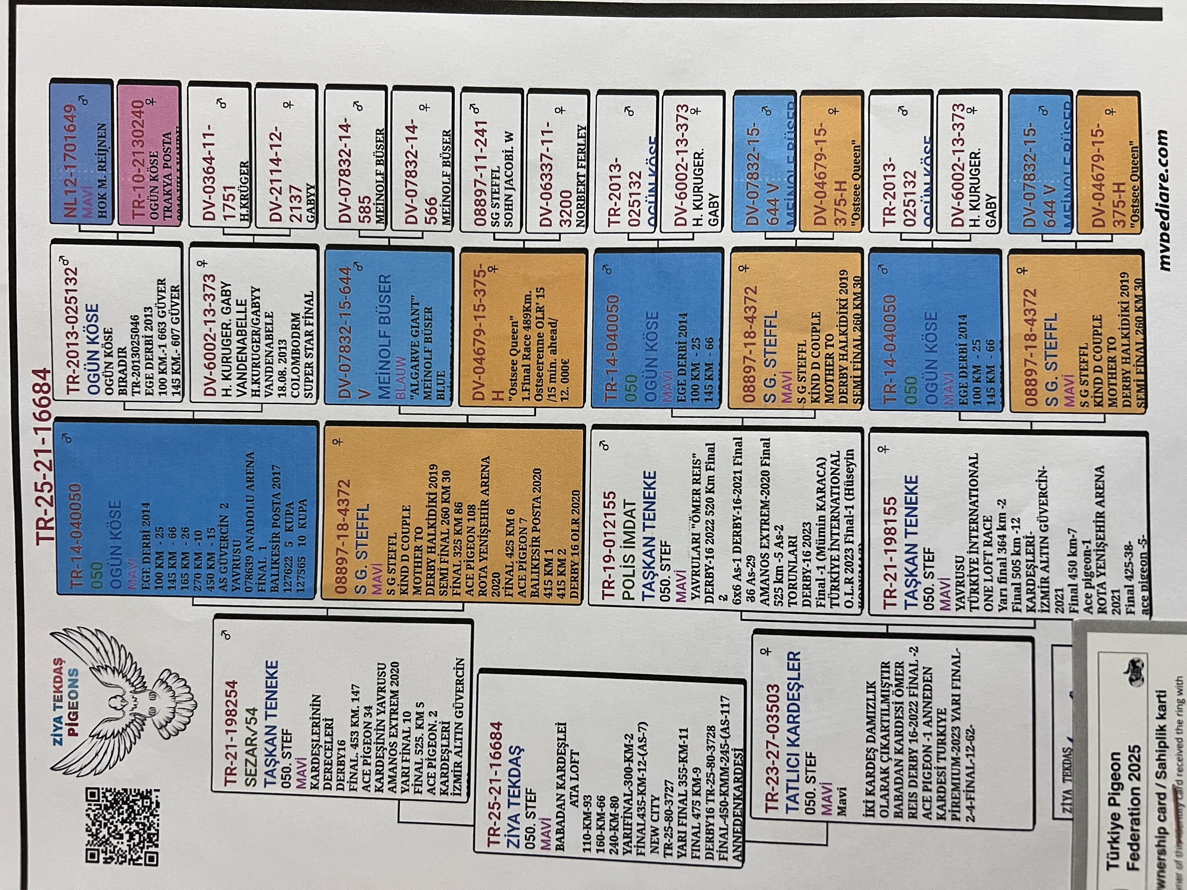 TR25-21-16684 / INBREED 050 X SG STEFFL
