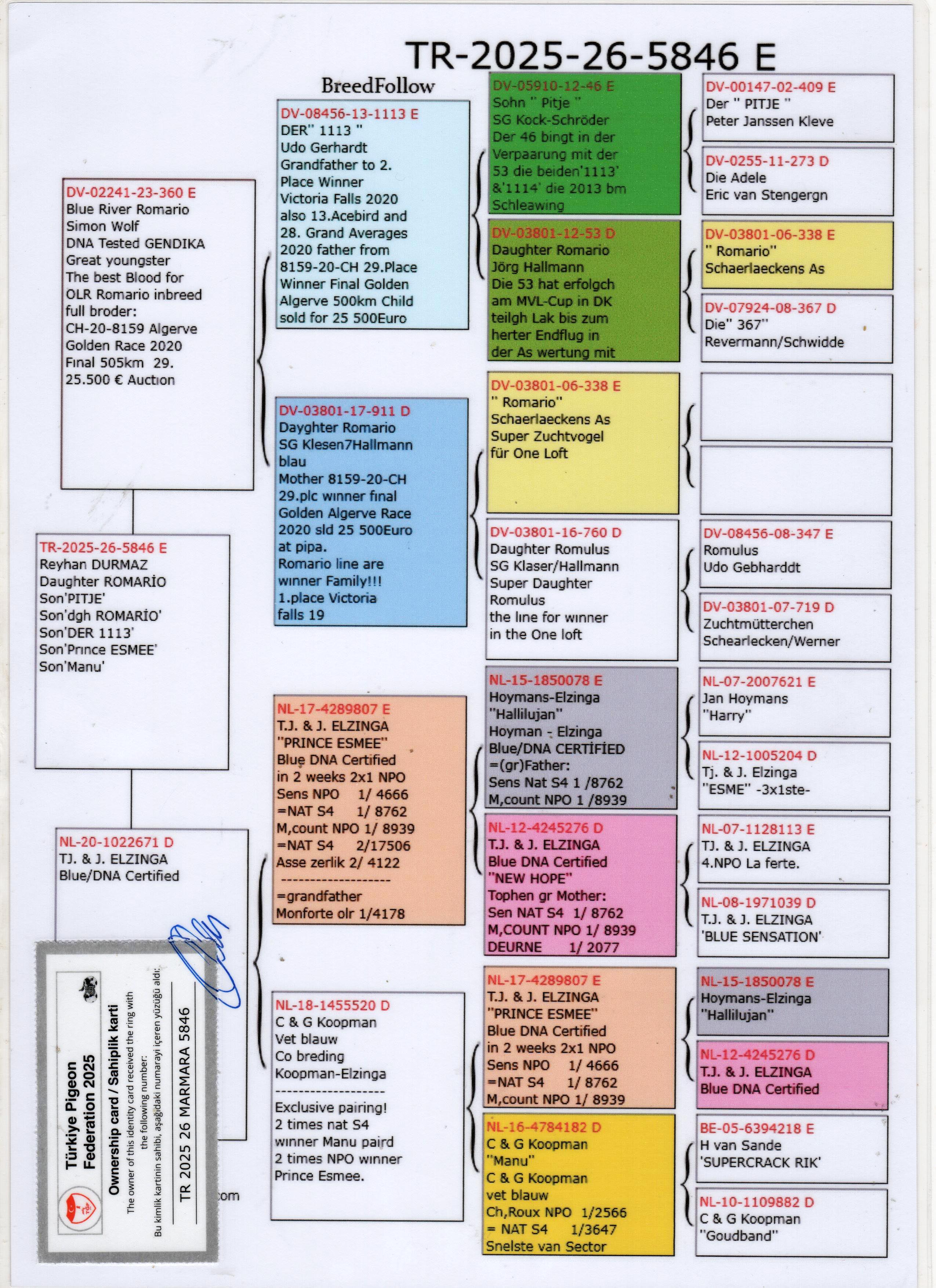 TR25-26-5846 ERKEK / BLUE RIVER ROMARIO  X INBREED PRINCE ESME