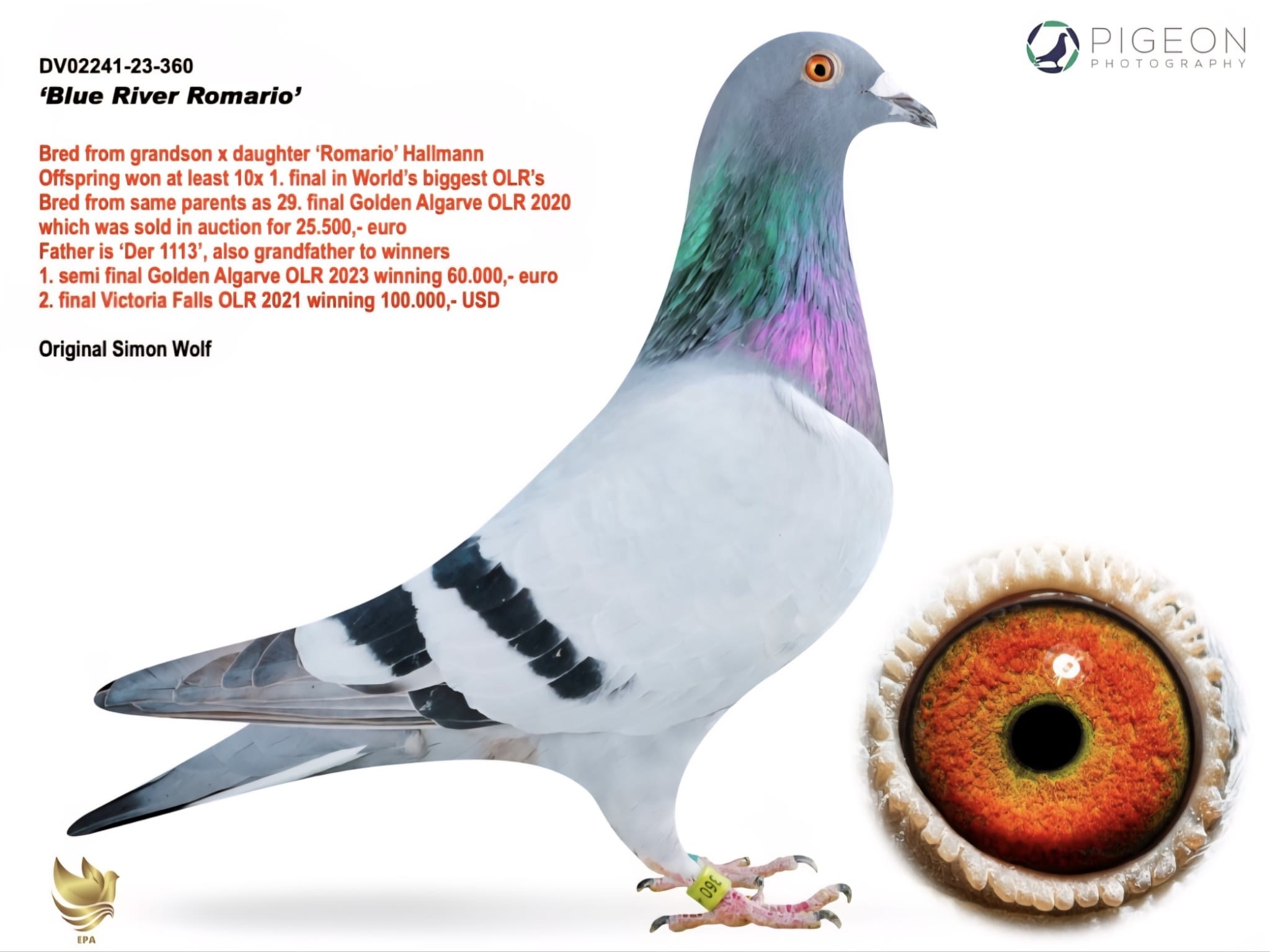 TR25-26-5883 ERKEK / BLUE RIVER ROMARIO X INBREED OLMPIC ROSITA KAMIKAZE FİNAL 161