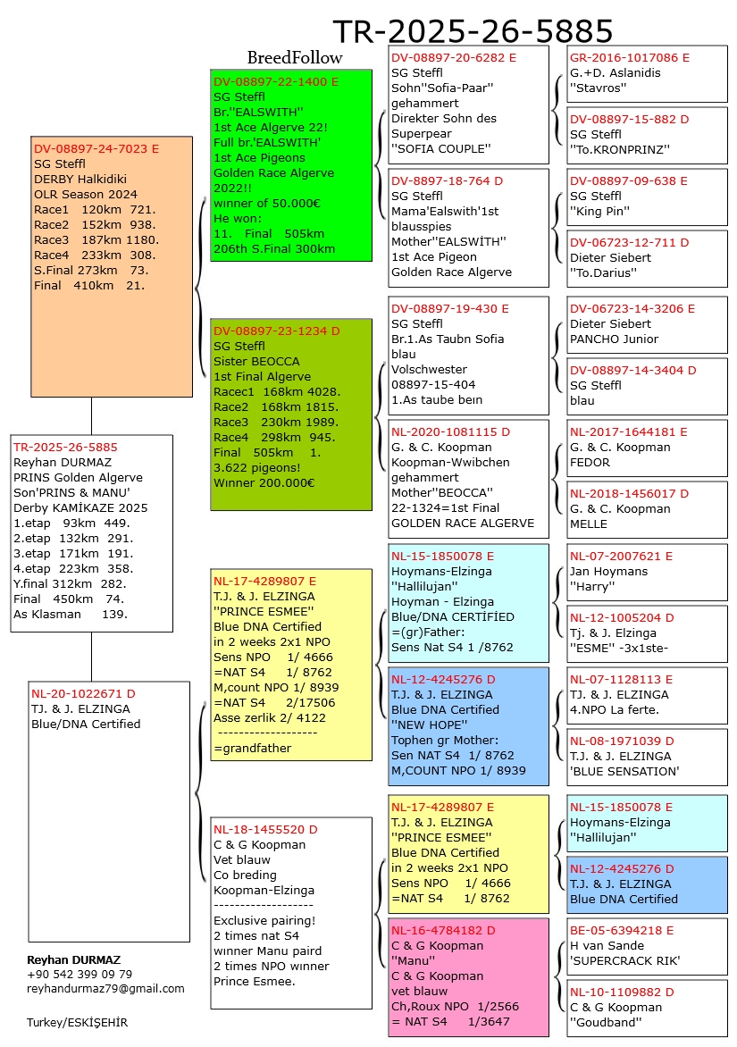 TR25-26-5885 ERKEK / SG STEFFL FİNAL 21 X INBREED PRINCE ESME - KAMIKAZE FİNAL 74