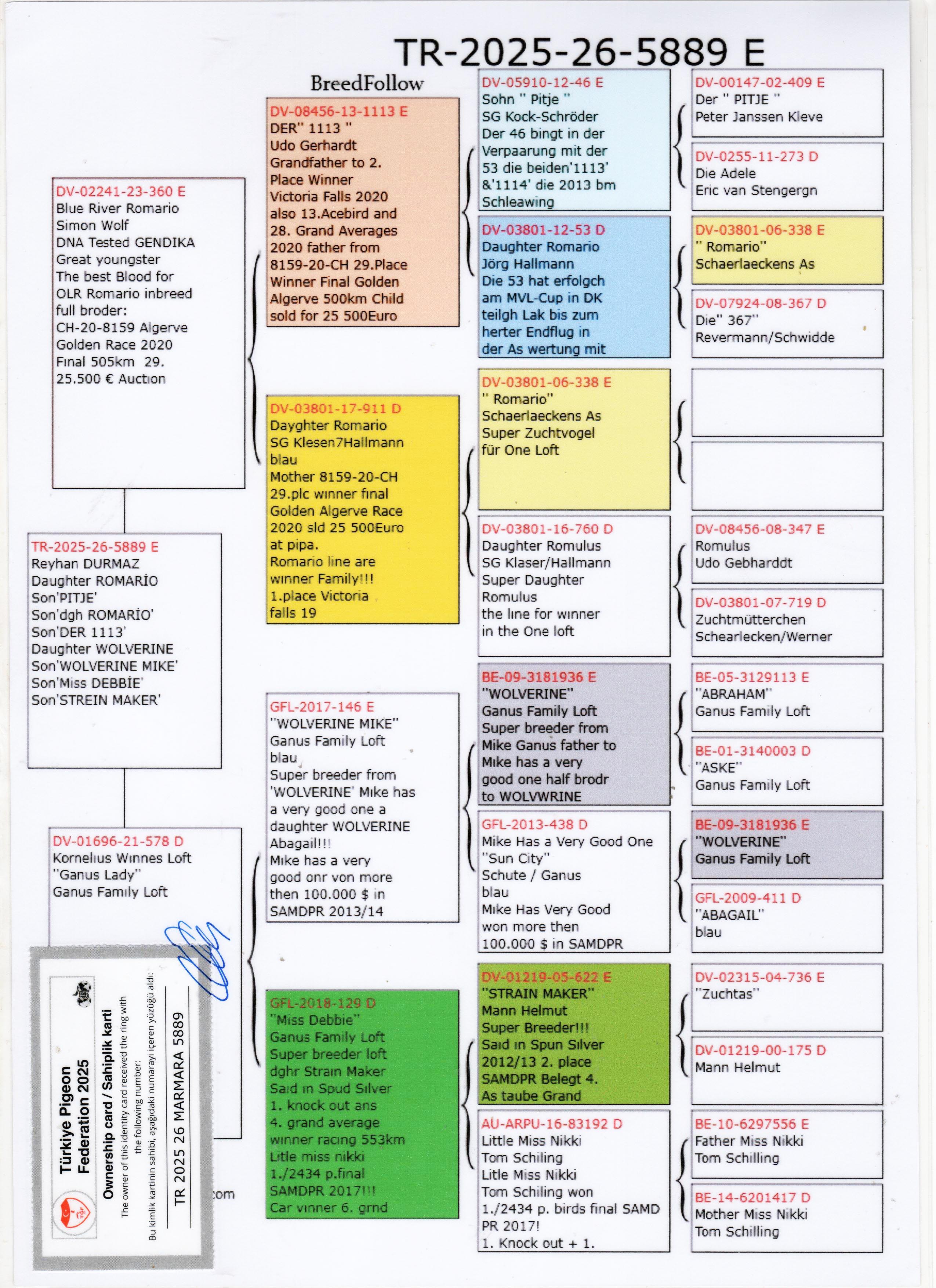 TR25-26-5889 ERKEK / BLUE RIVER  ROMARIO  X GANUS LADY