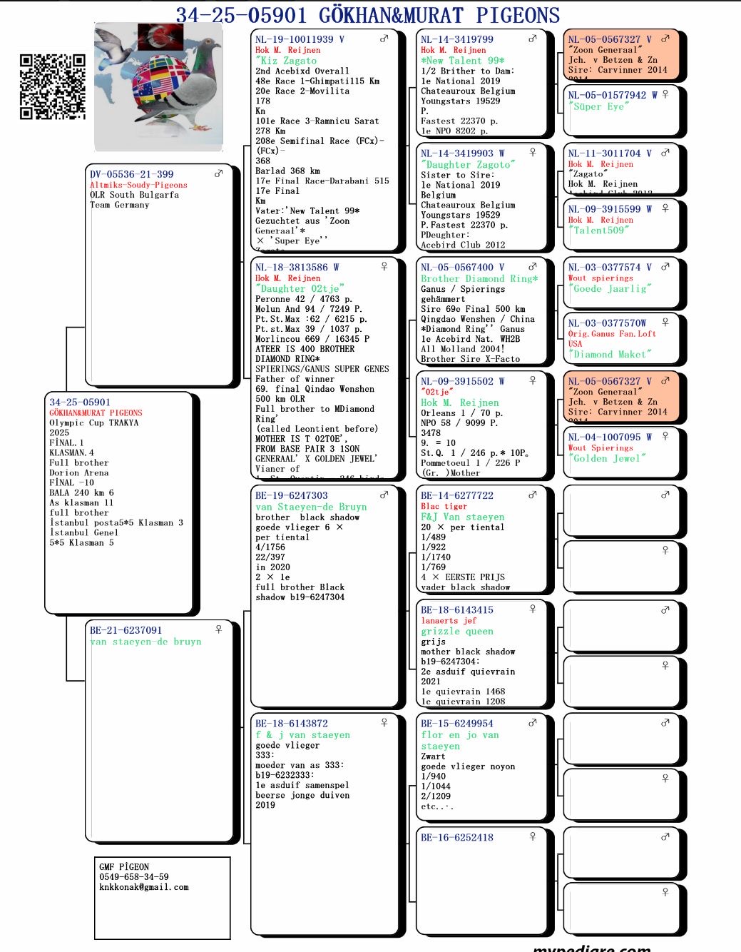 TR25-34-05901 DİŞİ /  GÖKHAN MURAT PIGEON - 1 FİNAL 425 KM - 4 ACE PIGEON