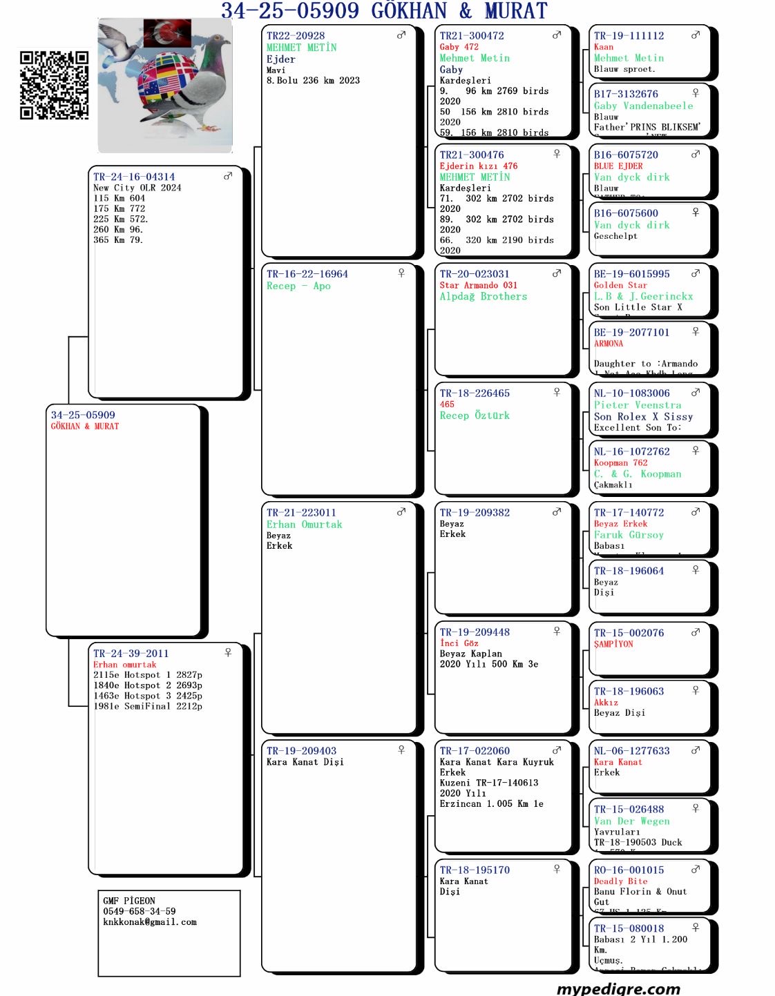 TR25-34-05909 GÖKHAN MURAT PİGEONS - 34 FİNAL 425 KM & 37 AS