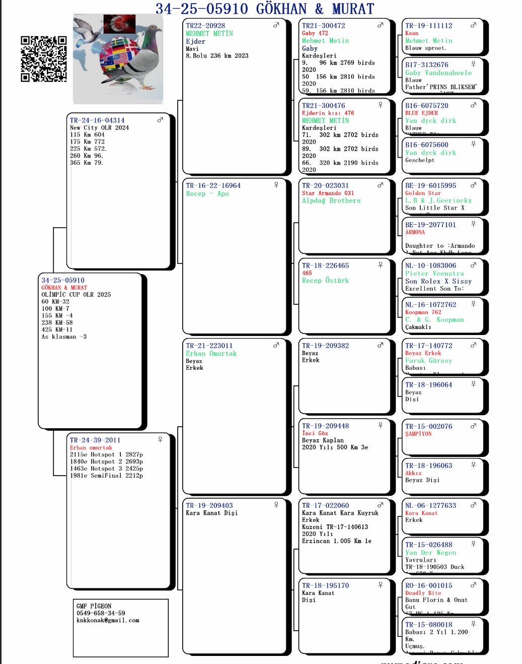 TR25-34-05910 / GÖKHAN MURAT PİGEONS  11 FİNAL 425 KM & 3 AS 