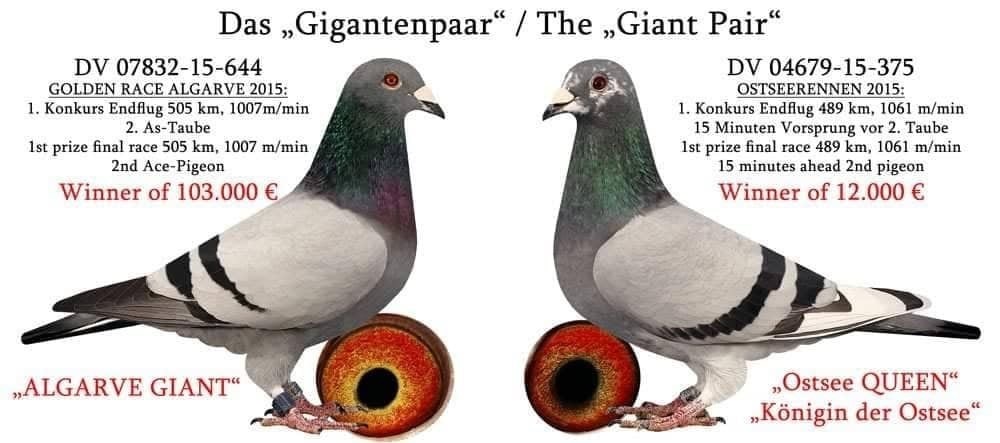 TR25-35-11448 DİŞİ / 050 - VICTORİA BEST KITTEL TORUNU 