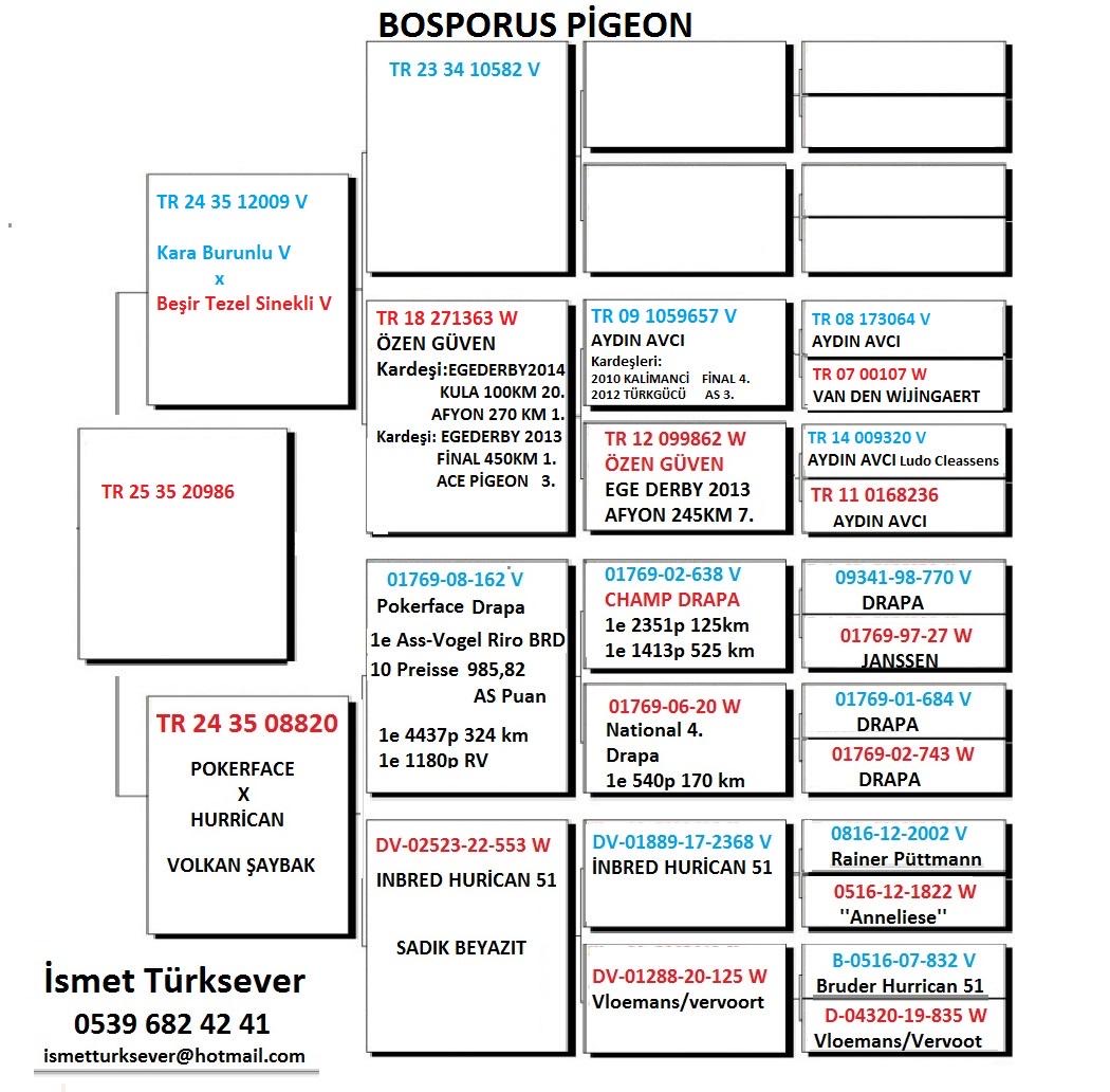 TR25-35-20986 / İSMET TÜRKSEVER - 16 FİNAL  & 36 AS