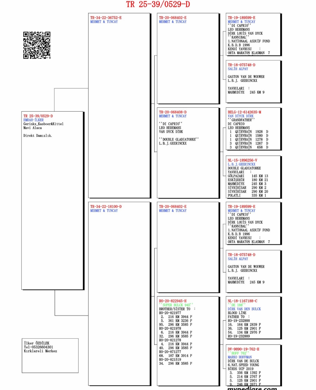 TR25-39-0529 DİŞİ /LEO HEREMANS - Dİ CAPRİO