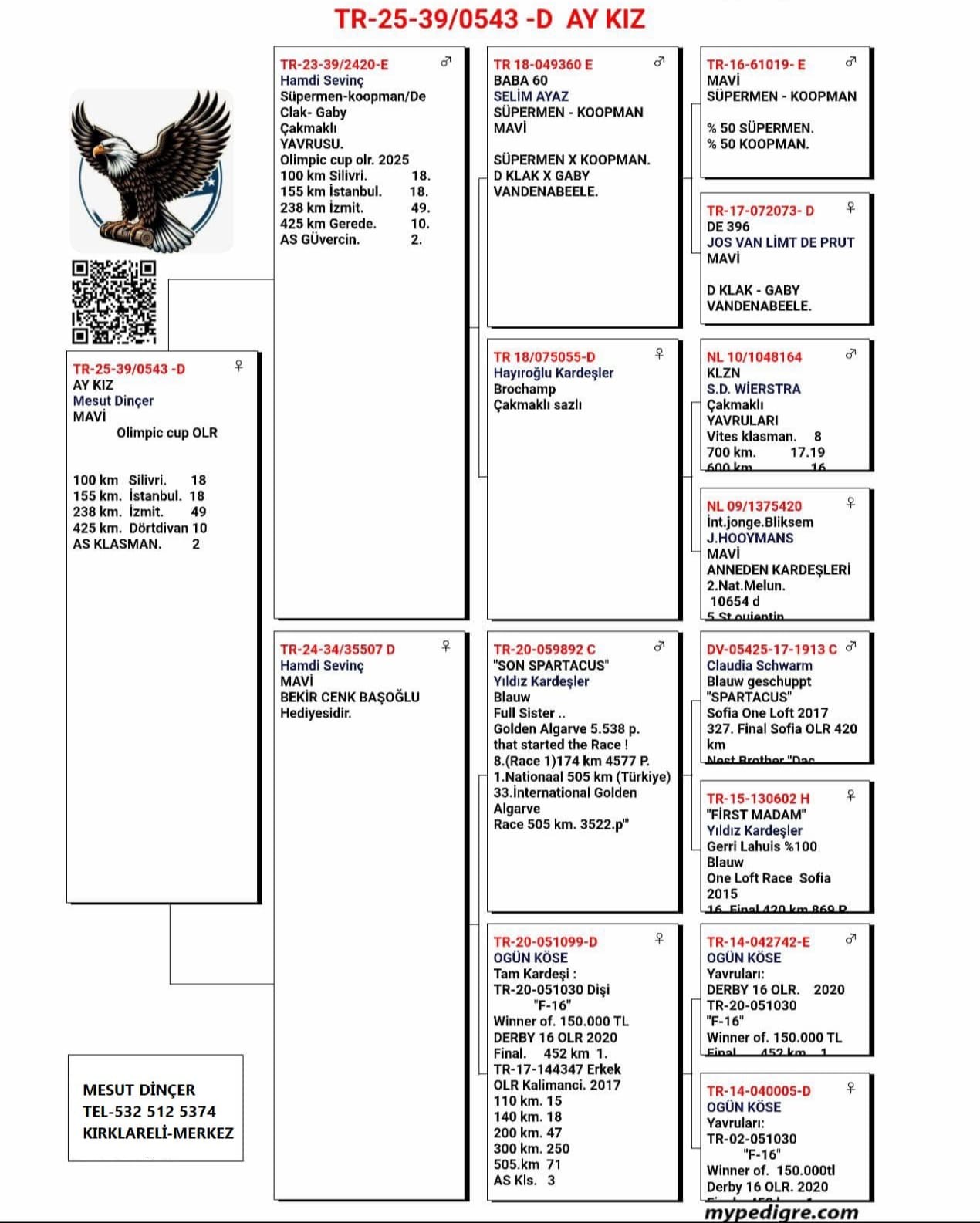 TR25-39-0543 DİŞİ / MESUT DİNÇER - 10 FİNAL 425 KM   2 ACE PIGEON