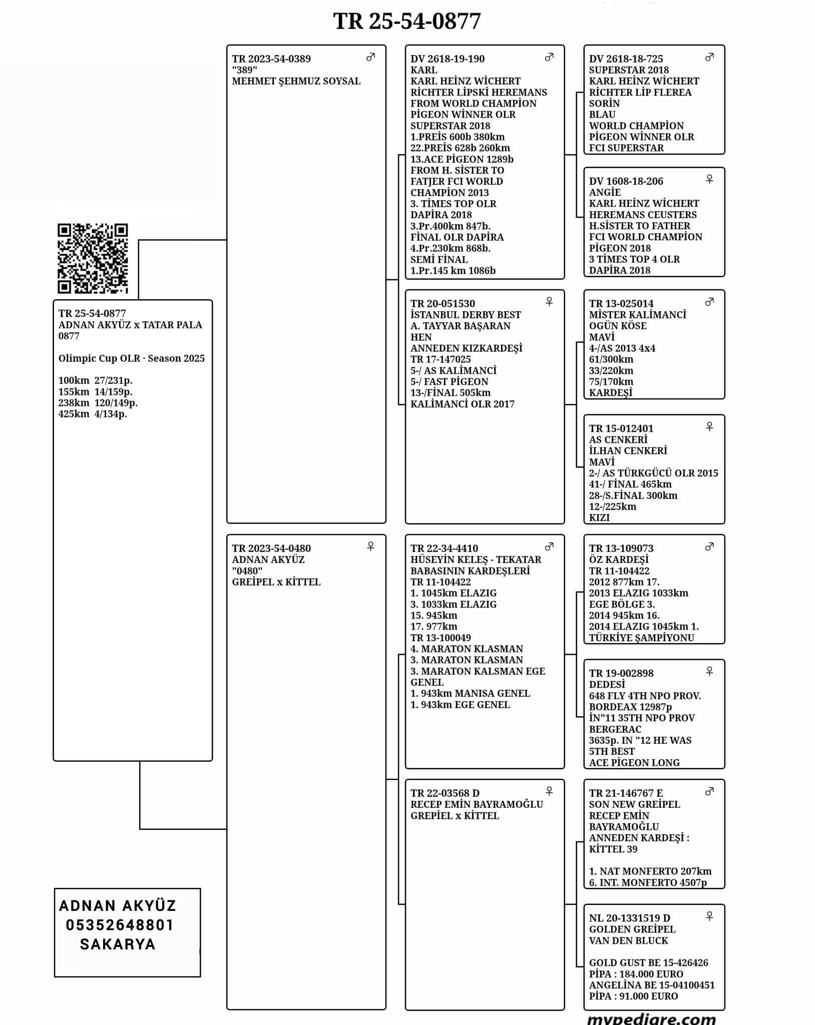 TR25-54-0877 DİŞİ /  ADNAN AKYÜZ TATAR PALA 4. FİNAL 425 KM  28 ACE 