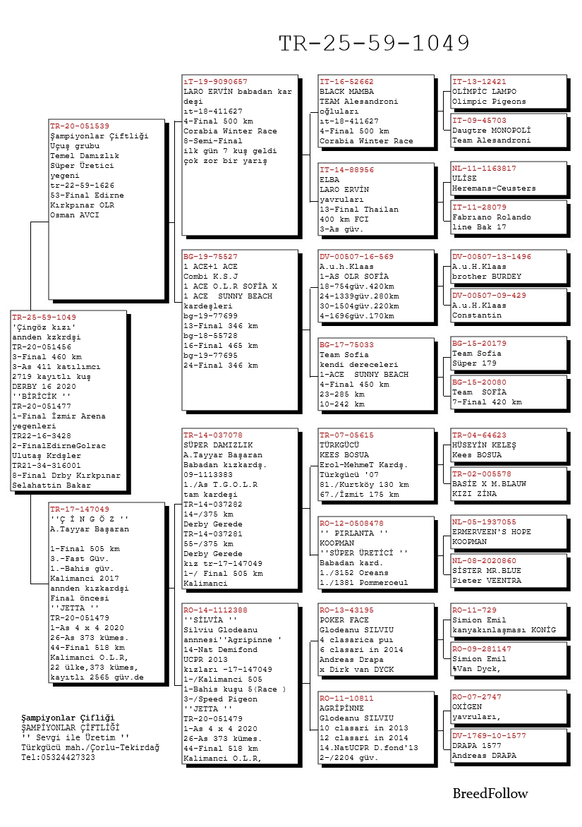 TR25-59-1049 DİŞİ / ANNEDEN KARDEŞİ 3 FİNAL DERBY16  ANNESİ ÇİNGÖZ