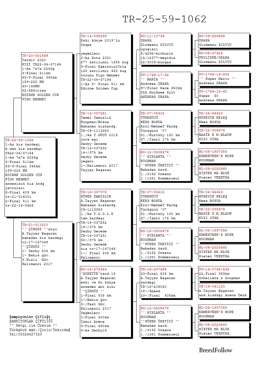 TR25-59-1062 DİŞİ / ANNEDEN KARDEŞİ 3 FİNAL DERBY 16 ANENSİ CİNGÖZ