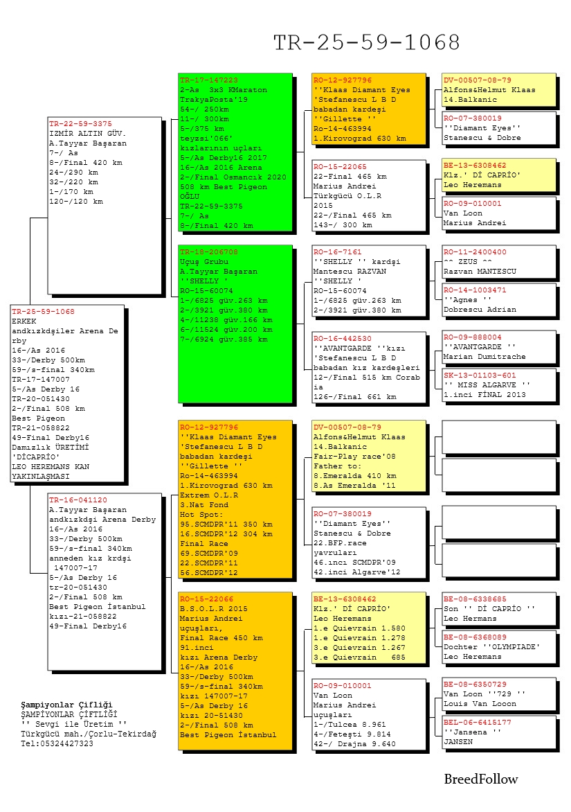 TR25-59-1068 ERKEK /  ANNENİN KIZ KARDEŞİ 33 FİNAL 500 KM   59 SEMİ FİNAL