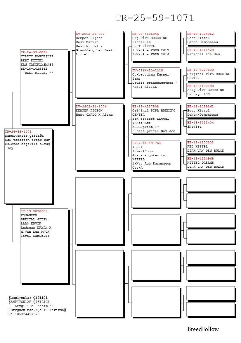 TR25-59-1071 DİŞİ / BABASI BEST KITTEL INBREED
