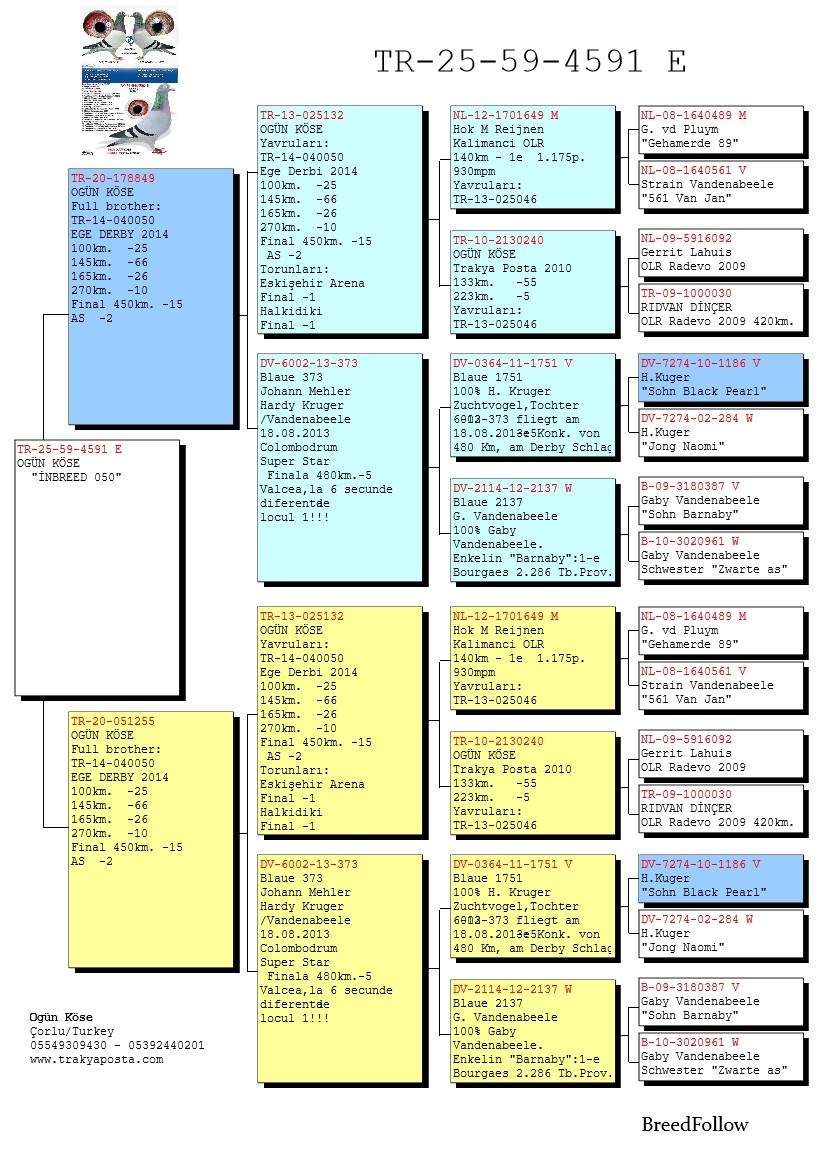 TR25-59-4591 ERKEK / INBREED 050