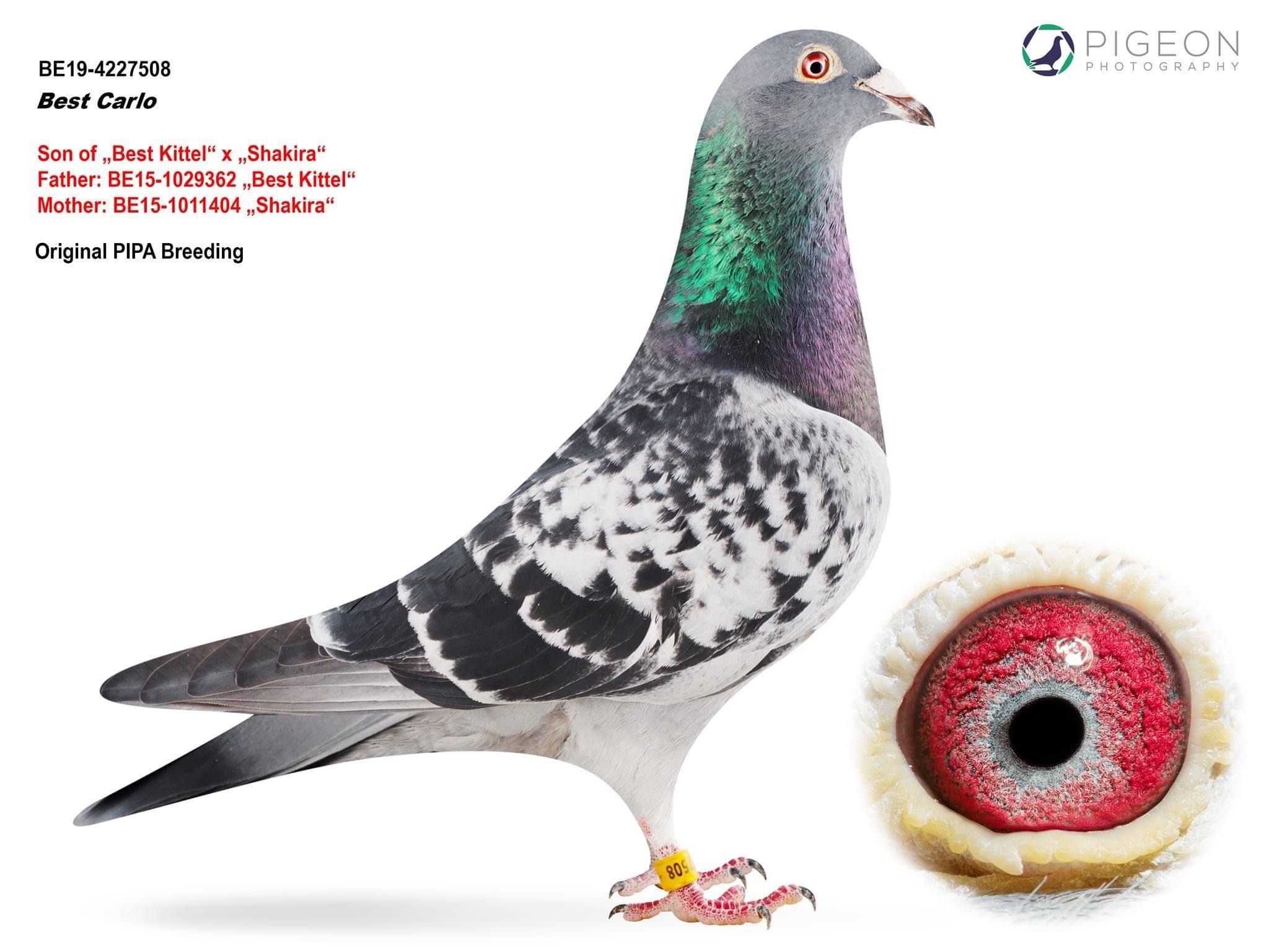 TR25-59-4679 DİŞİ / ANNESI INBREED BEST KITTEL BABASI 83 FİNAL KALIMANCI