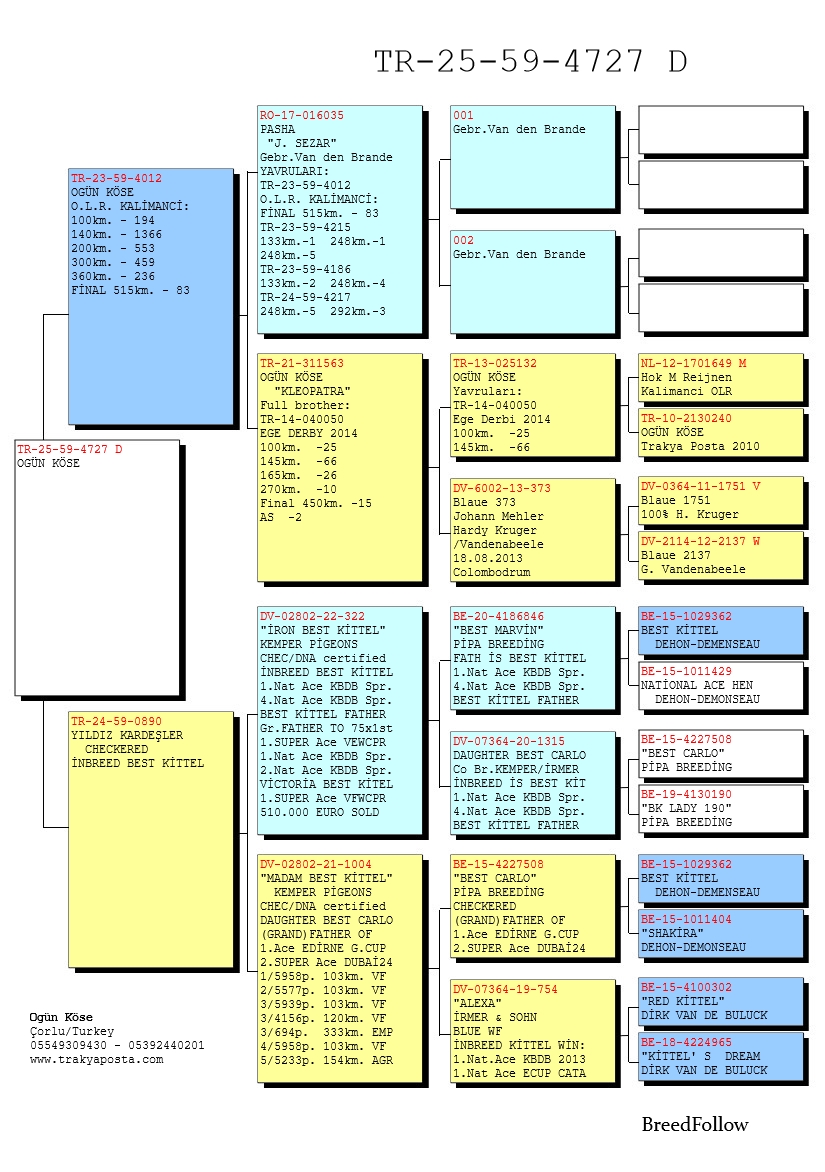 TR25-59-4727 DİŞİ / ANNESİ INBREED BEST KITTEL 