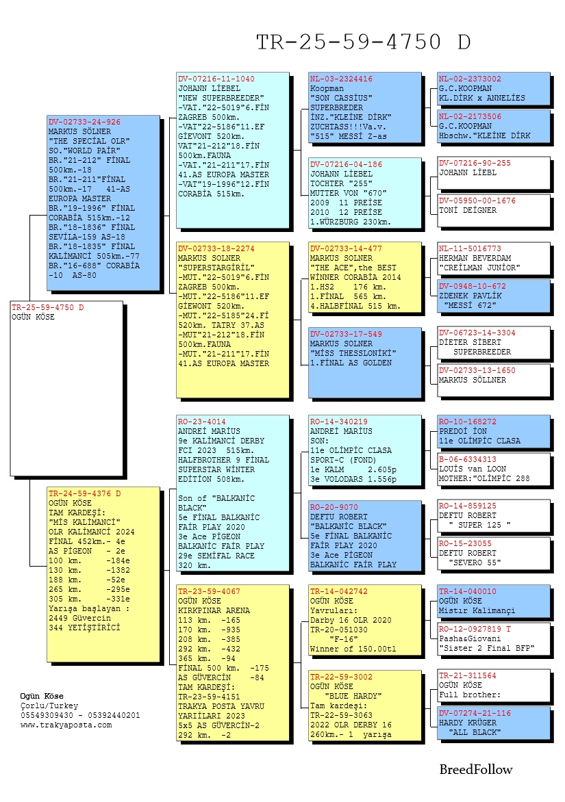 TR25-59-4750 DİŞİ / ANNESİNİN TAM KARDEŞİ MİSS KALİMANCİ