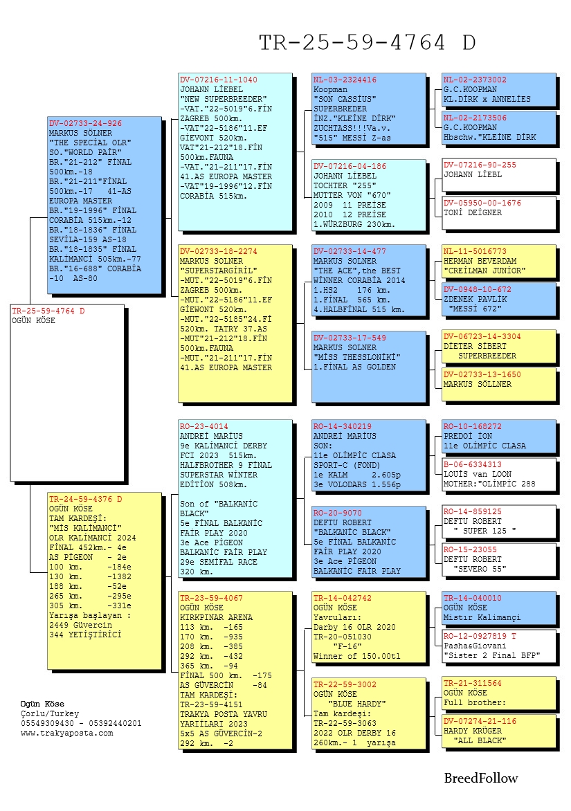 TR25-59-4764 DİŞİ / ANNESİNİN TAM KARDEŞİ MİSS KALİMANCİ
