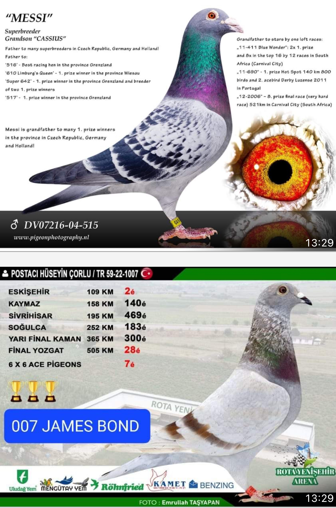 TR25-59-4901 DİŞİ / BABASI INBREED MESSI - INBREED BEST KITTEL ANNESİ YEGENİ JAMES BOND