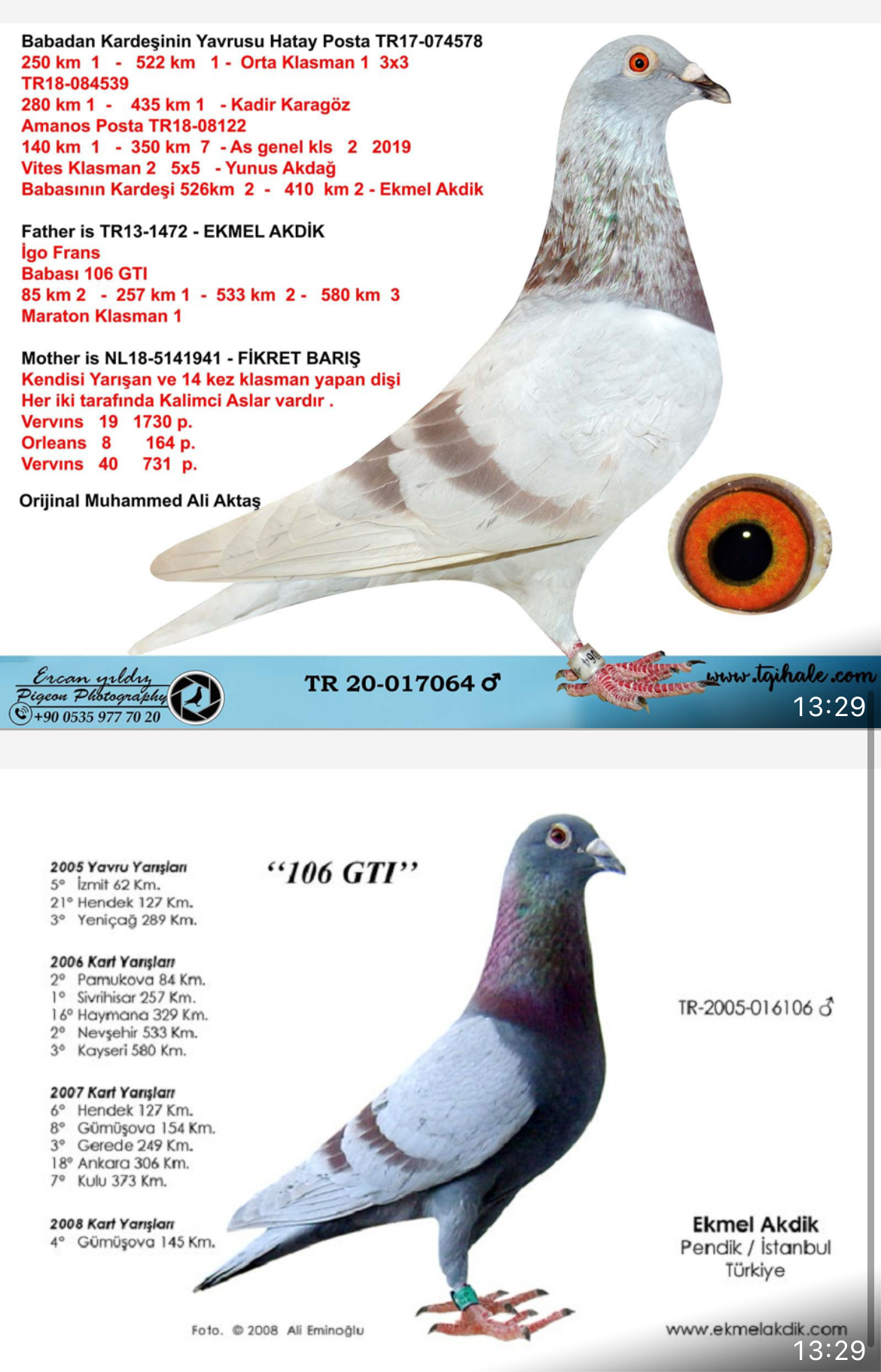 TR25-59-4901 DİŞİ / BABASI INBREED MESSI - INBREED BEST KITTEL ANNESİ YEGENİ JAMES BOND