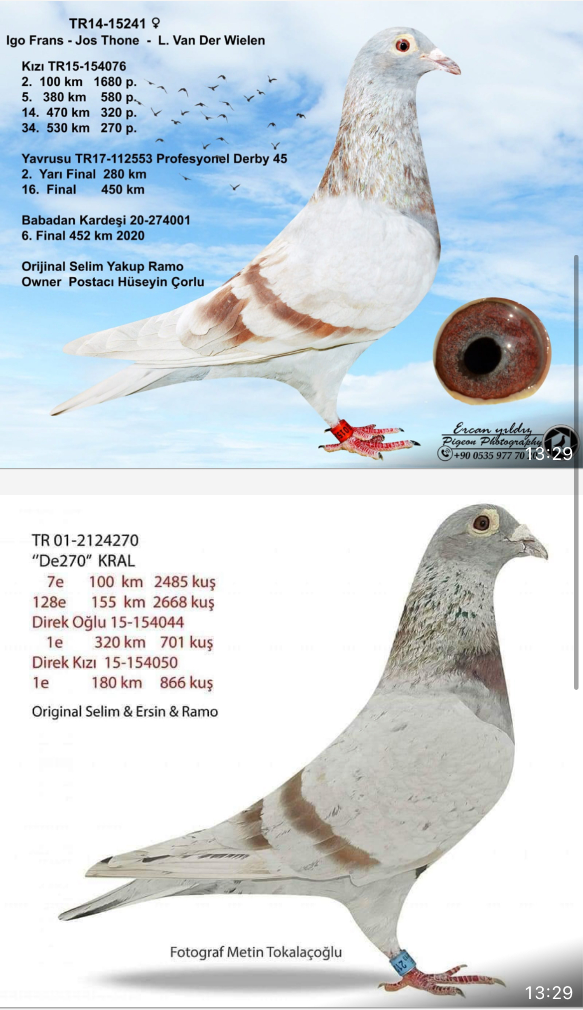 TR25-59-4901 DİŞİ / BABASI INBREED MESSI - INBREED BEST KITTEL ANNESİ YEGENİ JAMES BOND