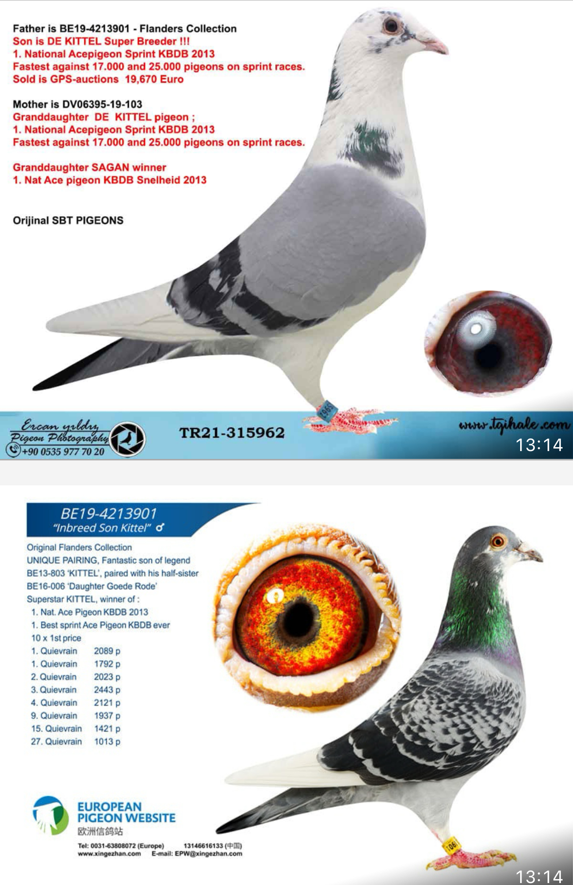 TR25-59-4953 ERKEK / BABASI INREED KITTEL ANNESI INBREED BLACK POWER