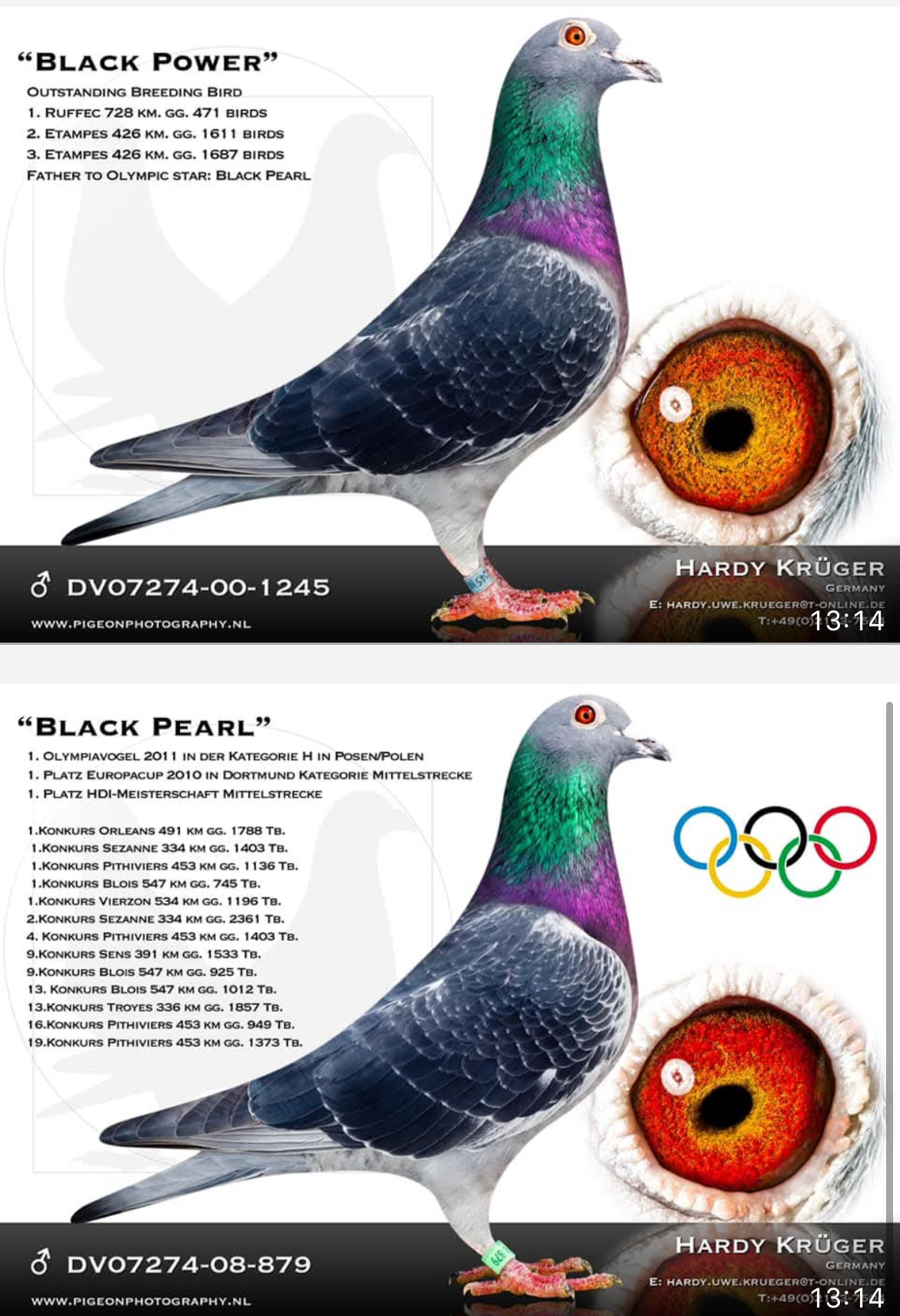 TR25-59-4953 ERKEK / BABASI INREED KITTEL ANNESI INBREED BLACK POWER