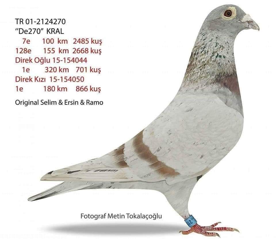 TR25-59-4961 ERKEK / ANNEDEN KARDEŞİ JAMES BOND 3 KUPALI