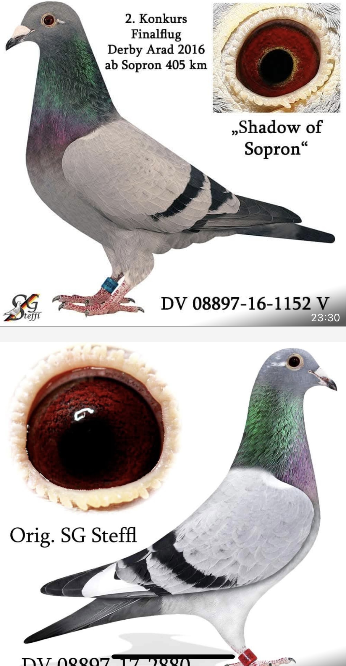 TR25-63-10025 ERKEK / KENDİSİ 6 AS GÜVERCİN NEW CITY OLR 