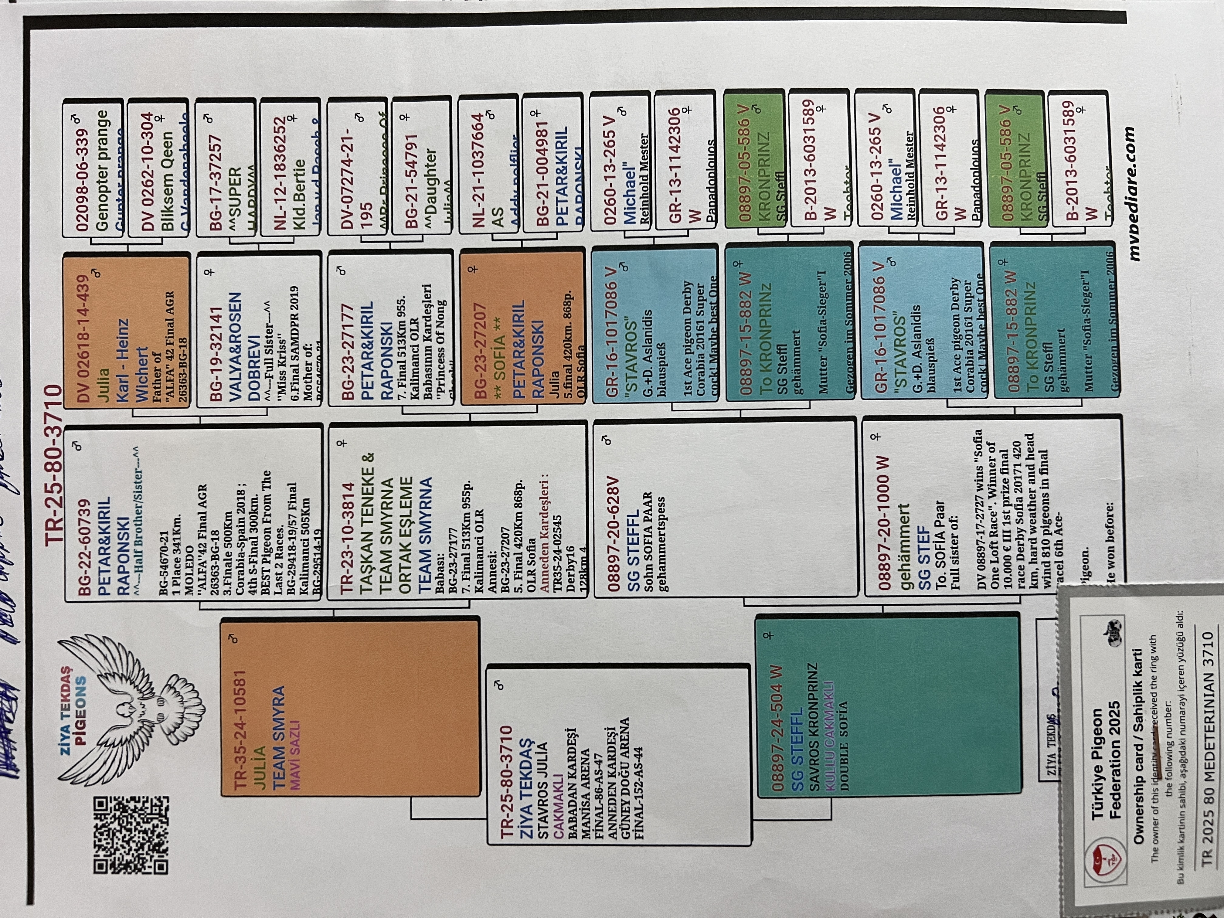 TR25-80-3710 ERKEK / BABASI JULIA TORUNU ANNESİ INBREED STAVROS 