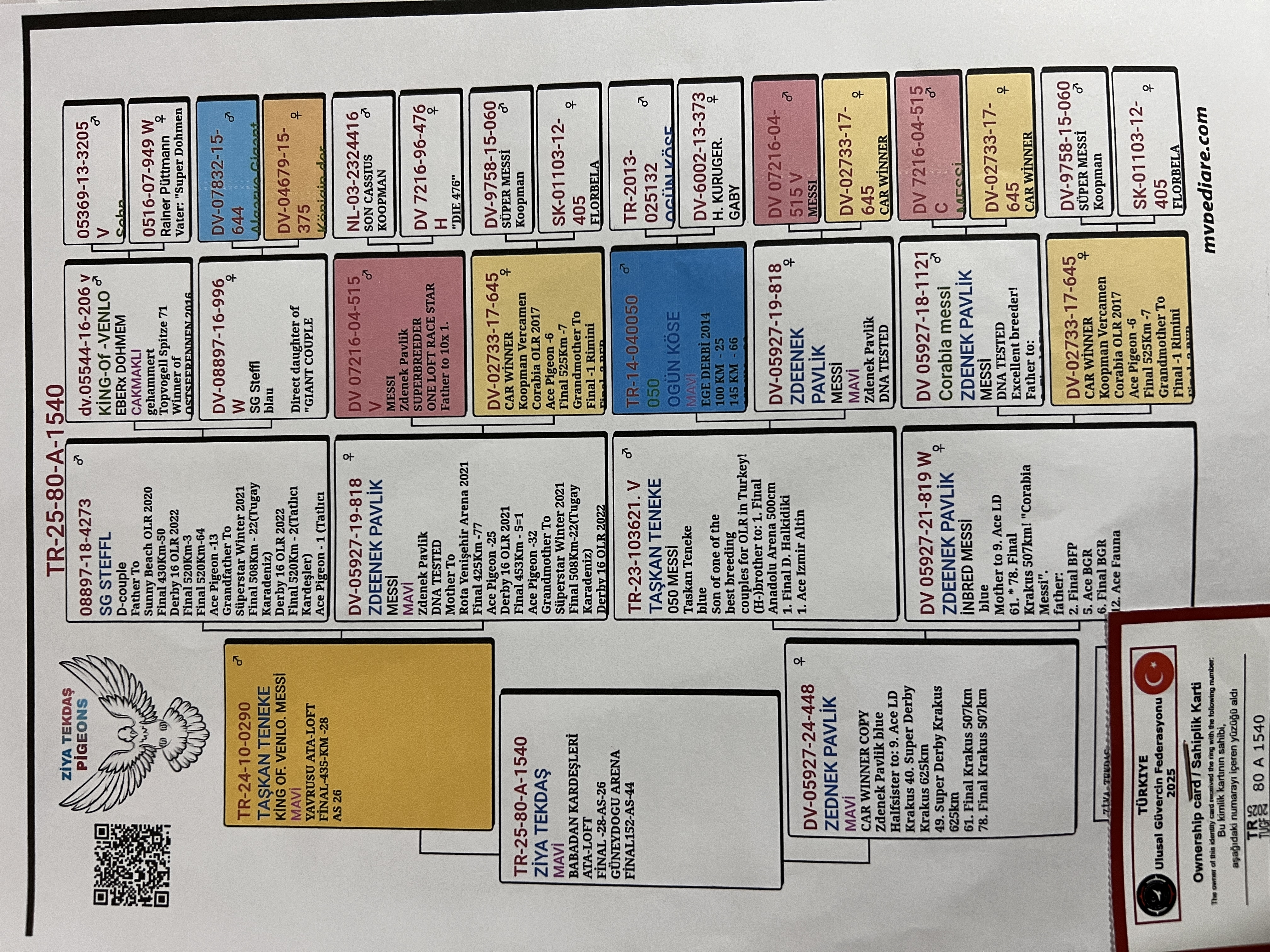 TR25-80-A-1540 / BABASI KING OF VENLO X MESSİ ANNESİ 050 X CORABİA MESSİ