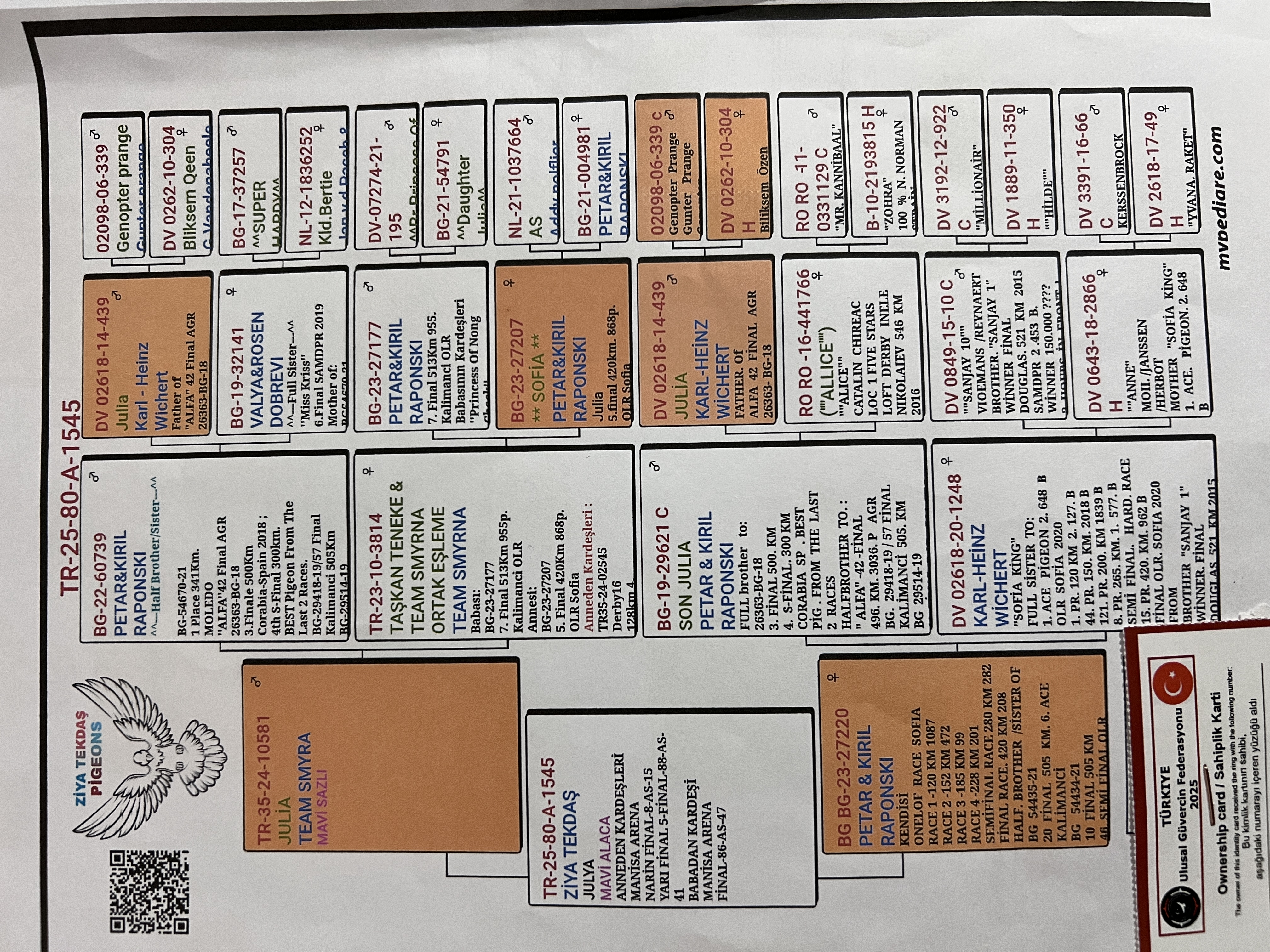 TR25-80-A-1545 / INBREED JULIA 