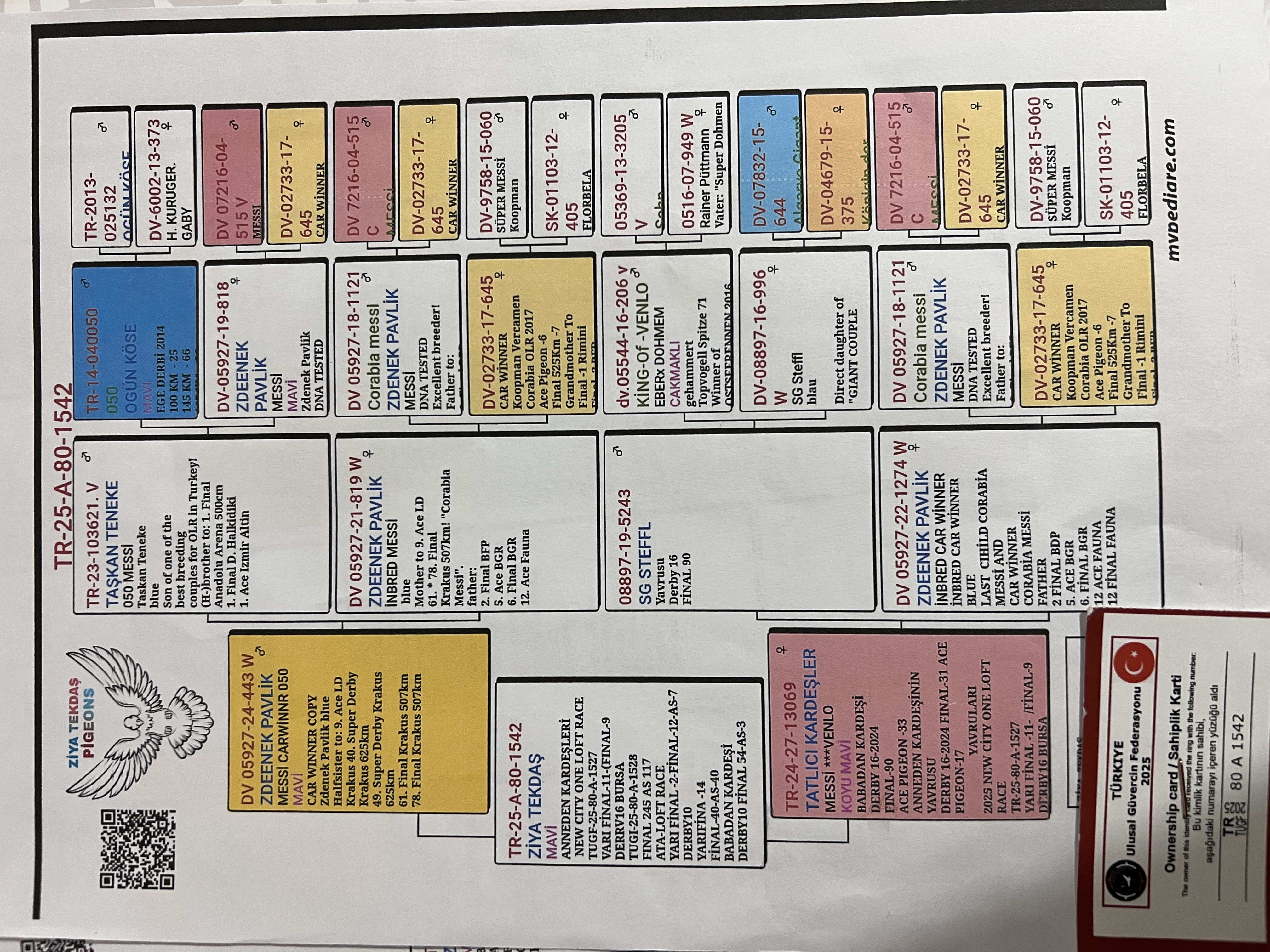 TR25-A-80-1542 /  BABASI 050 X CORABİA MESSİ ANNESİ TATLICI KARDEŞLER