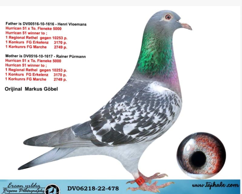 TR26-39-1611 DİŞİ / BLACK 11