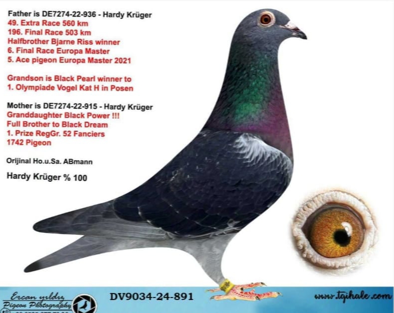 TR26-39-1613 DİŞİ  / BLACK 13