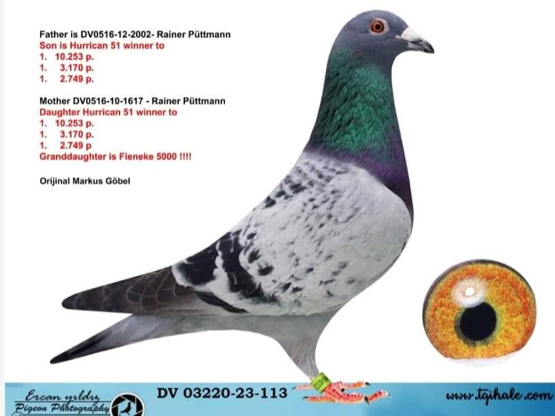 TR26-39-1613 DİŞİ  / BLACK 13