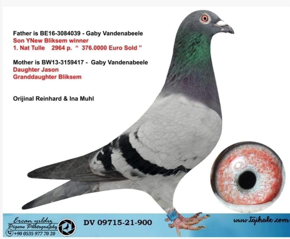 TR26-39-1619 DİŞİ / GABY - HEREMANS