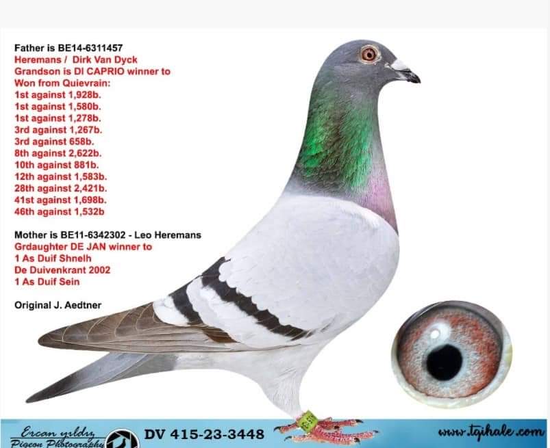 TR26-39-1619 DİŞİ / GABY - HEREMANS