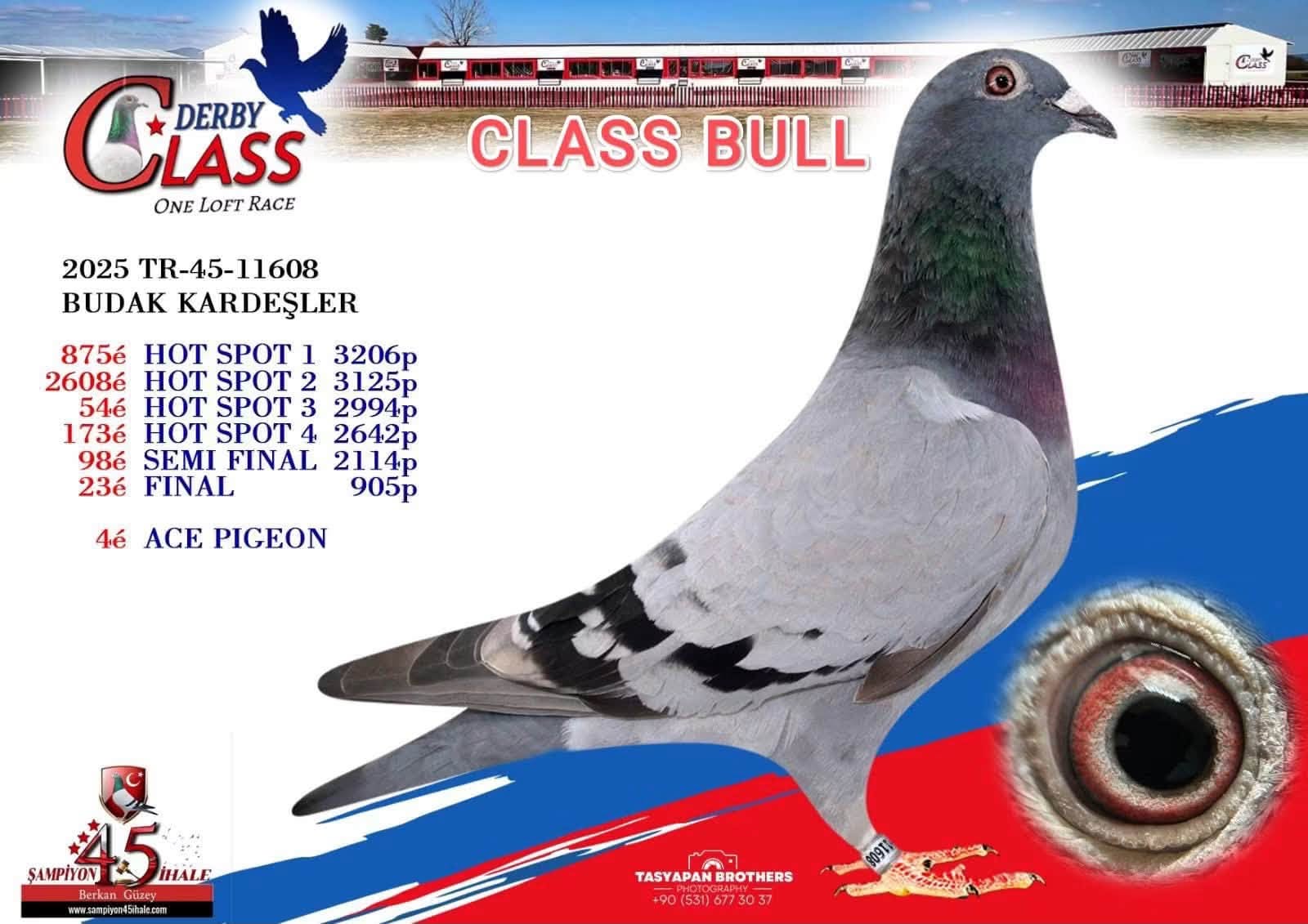 TR26-45-11655 ERKEK / TAM KARDEŞİ CLAAS BULL - 4 ACE PİGEON DERBY CLASS