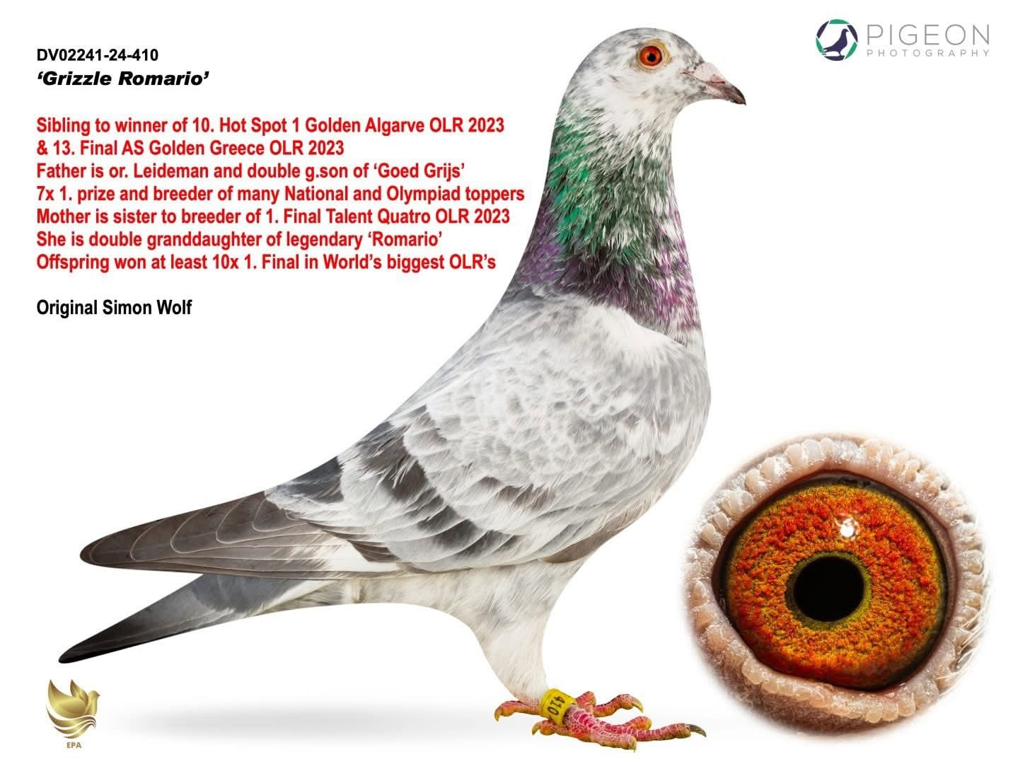 TR26-45-11656 / ERKEK  - GRIZZLE ROMINA 56